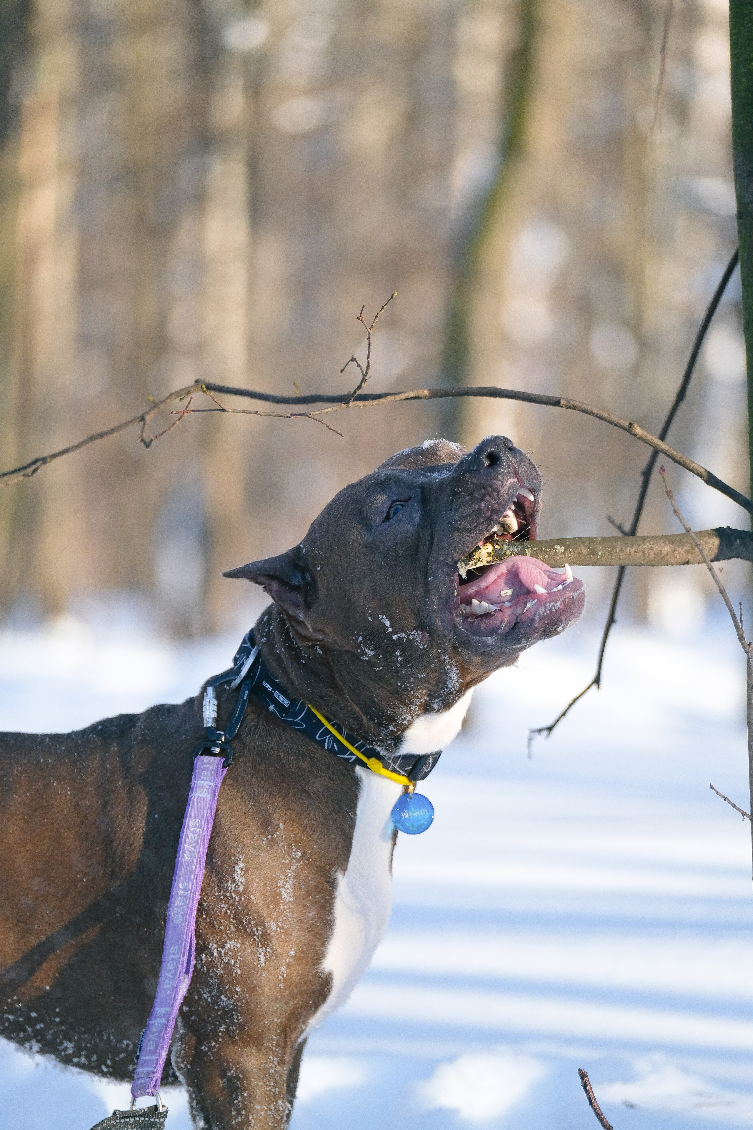 Баста и Эйгон. Фотограф и видеограф анималист Аганина Дарья