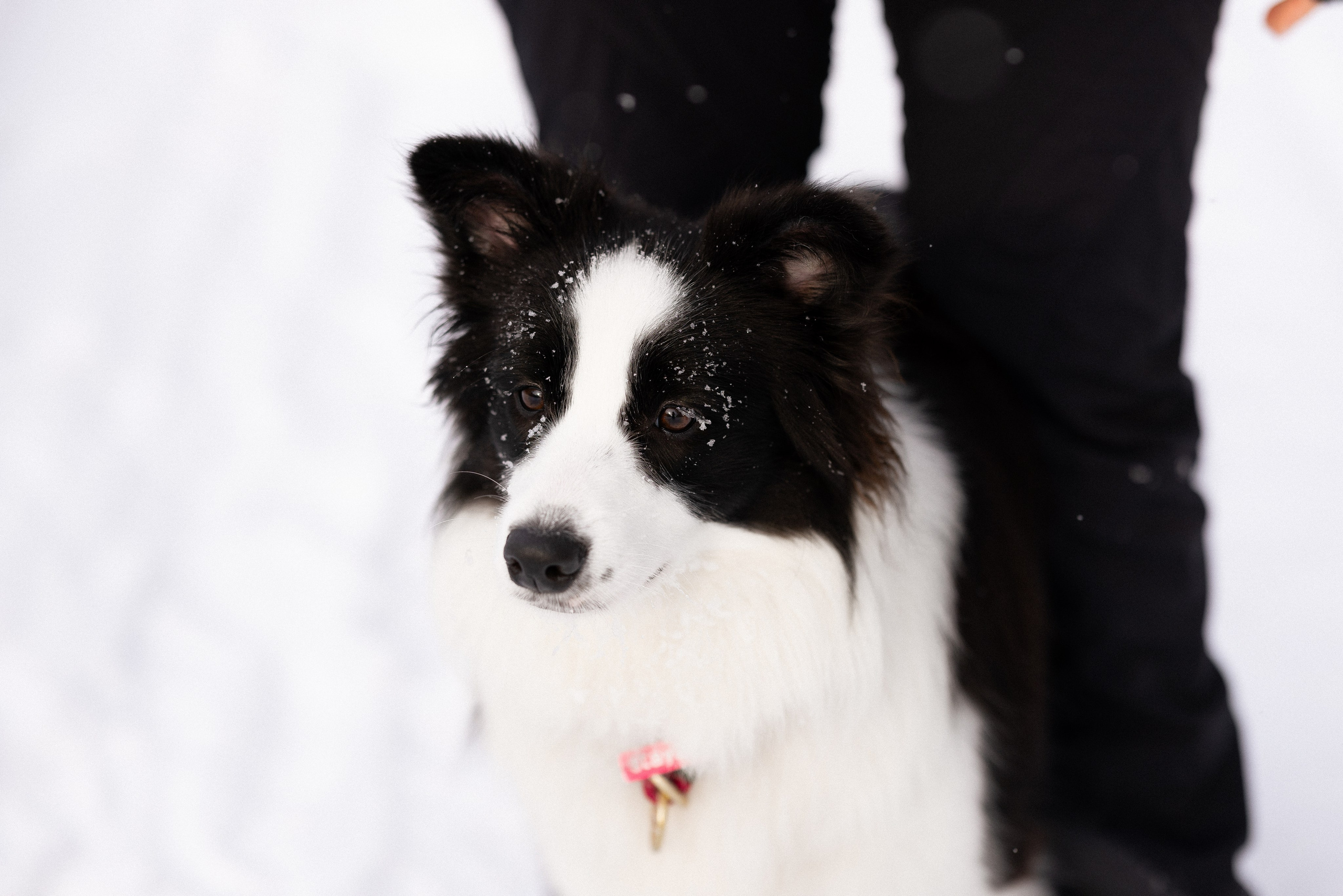 Лилия, Алексей и Ариана. Фотограф и видеограф анималист Аганина Дарья