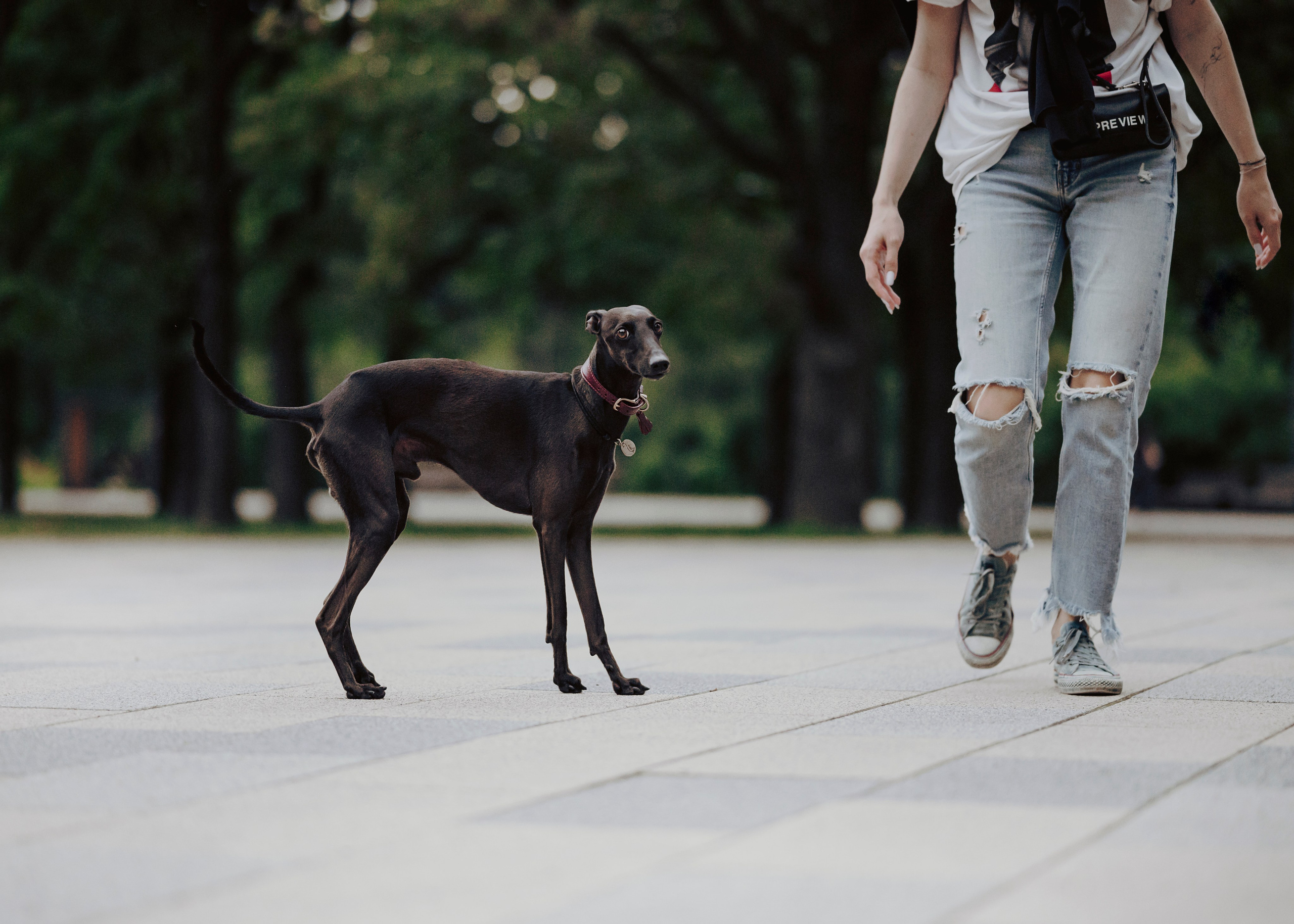 Дофи. Фотограф- анималист Александра Матвеева