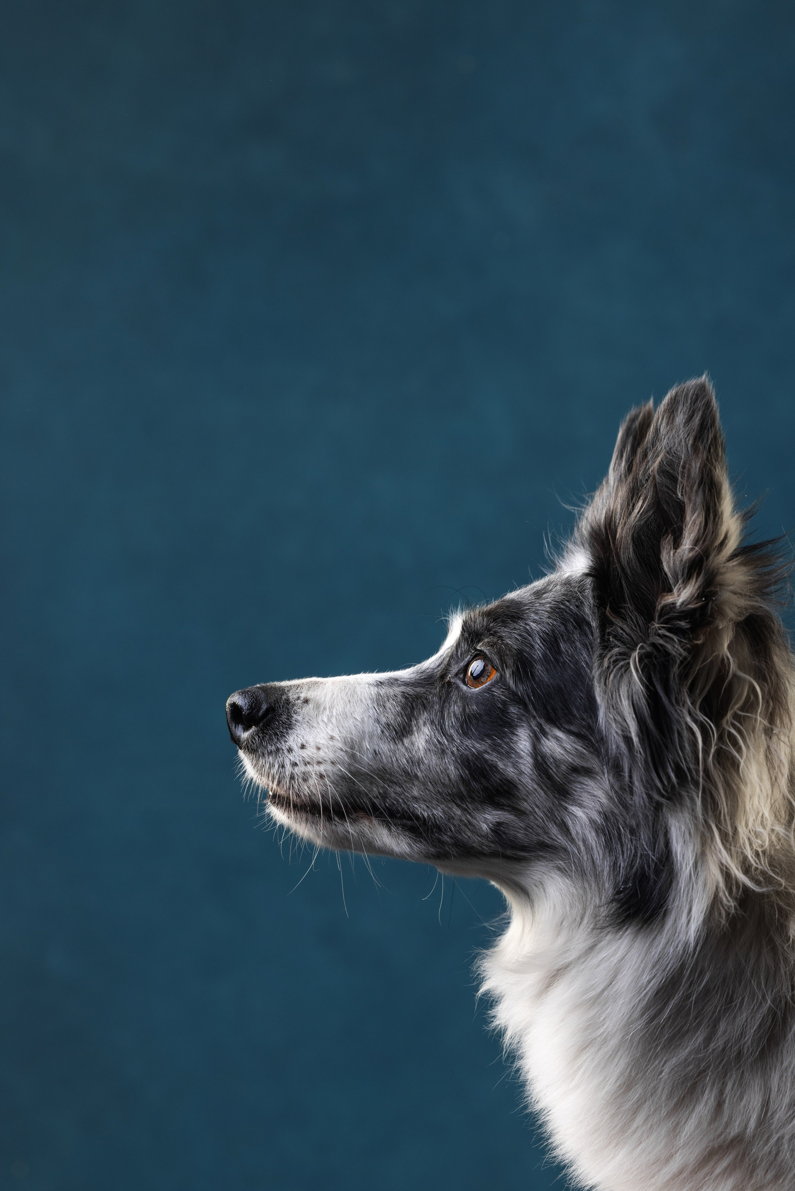 Бордер колли. Фотограф анималист Осипчикова Мария