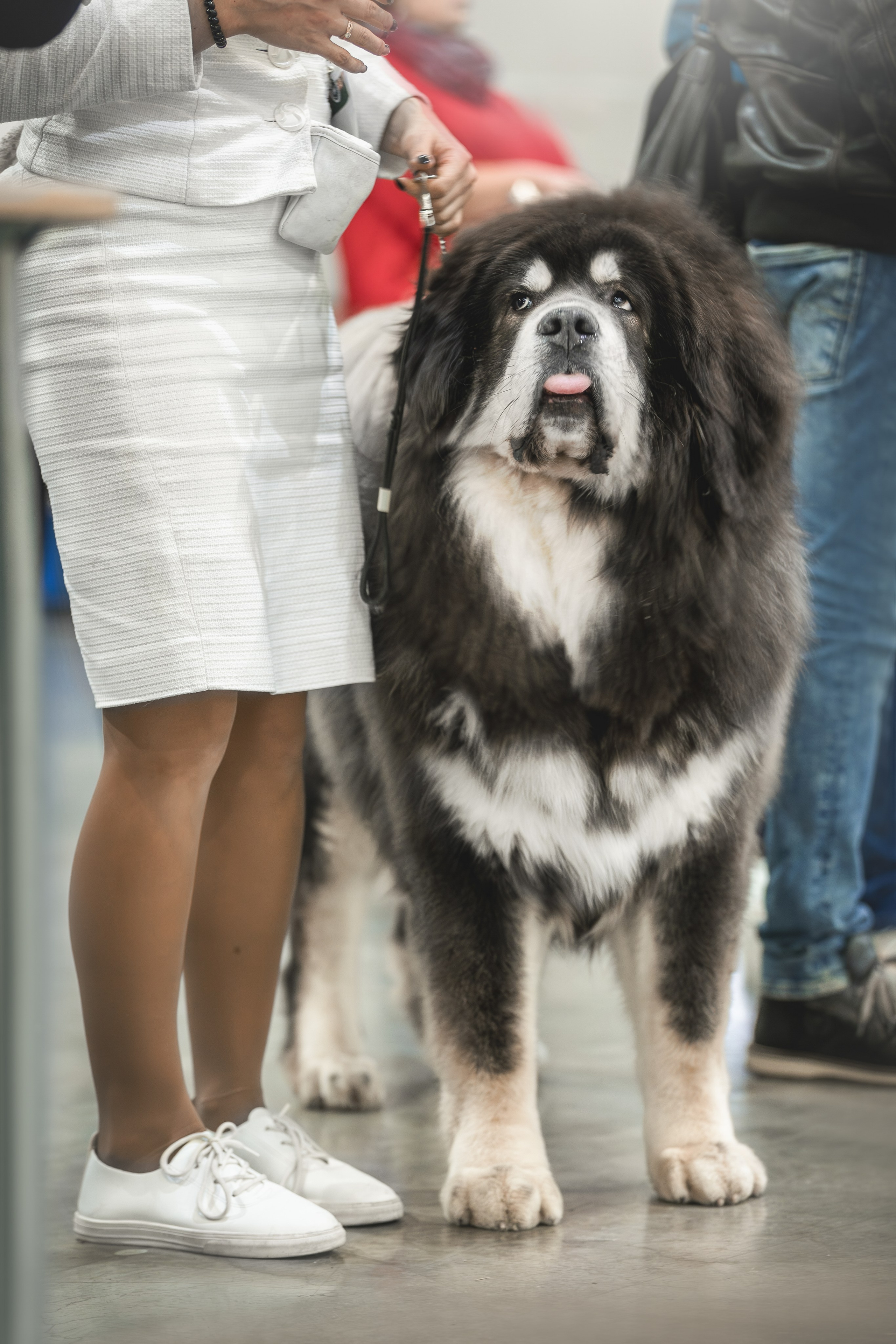 Выставки. Фотограф анималист в Москве Майорова Евгения