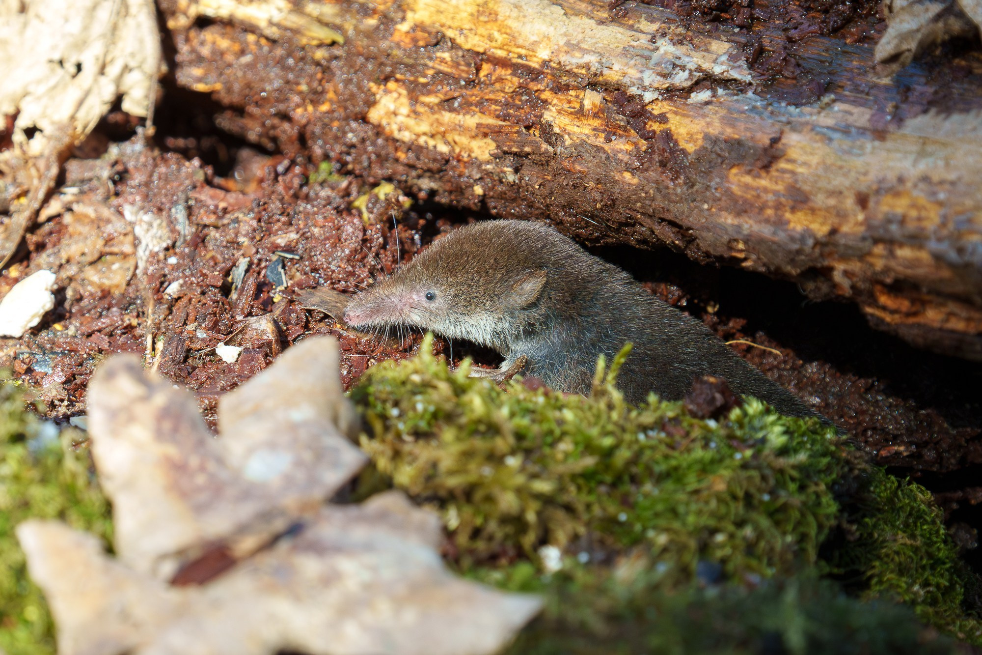 Животные. Ваш личный фотограф Марина Волкова