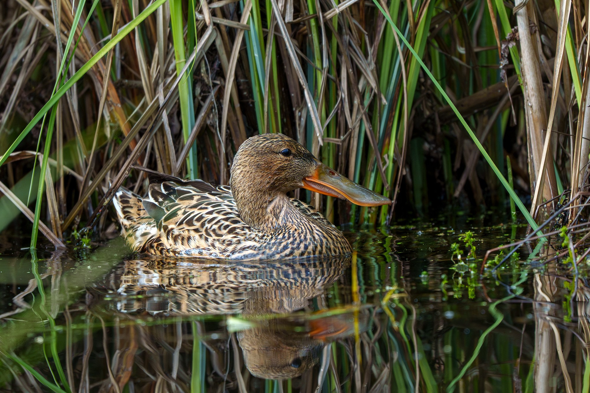 Удивительные мир птиц. Вокруг нас столько прекрасного — присмотритесь!. Ваш личный фотограф Марина Волкова