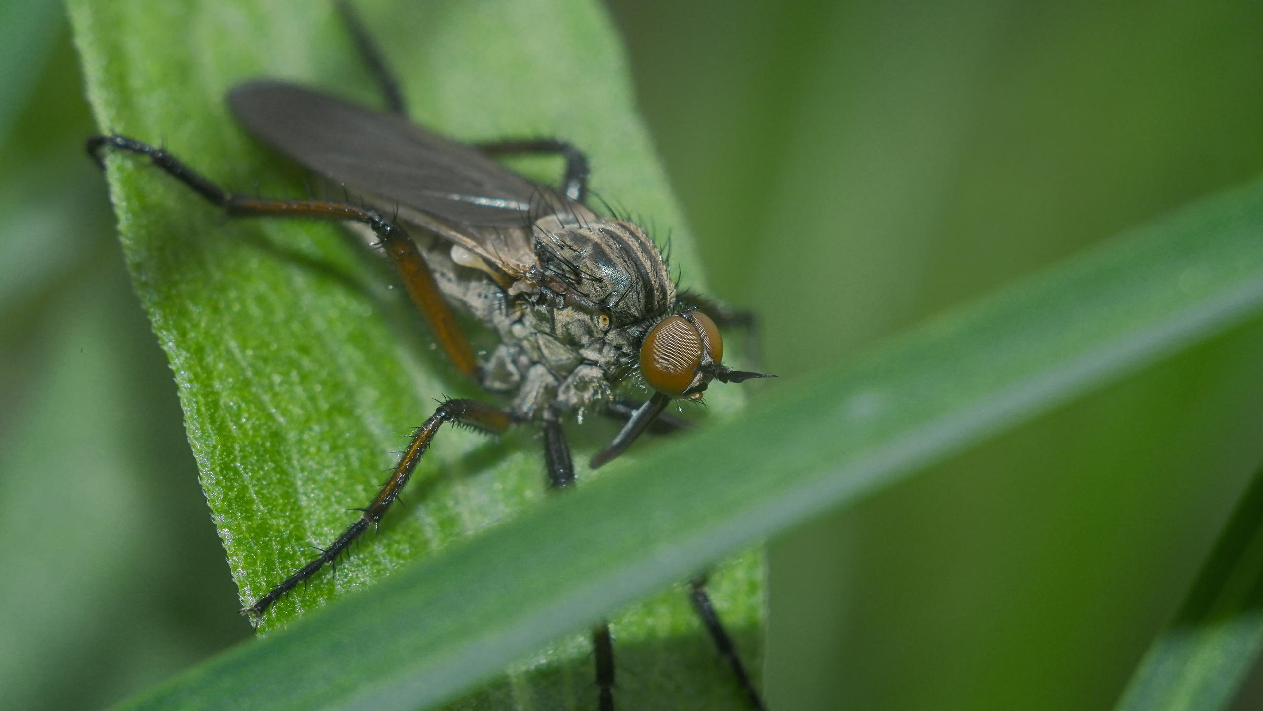 Съёмка животных и макро фото (Photographing animals and macro). Фотограф (photographer) Lischinski Vitaliy