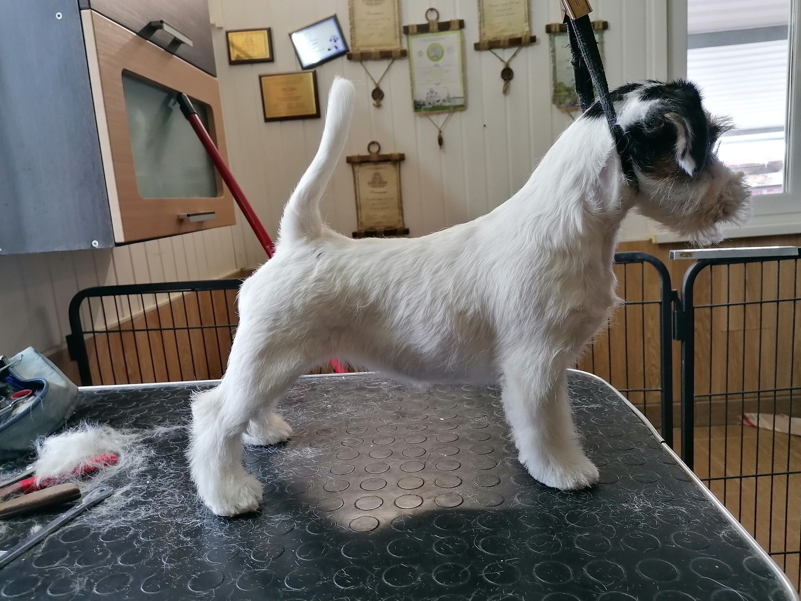 Lovely-Orange Black Mamba. Lovely-Orange питомник джек рассел терьеров