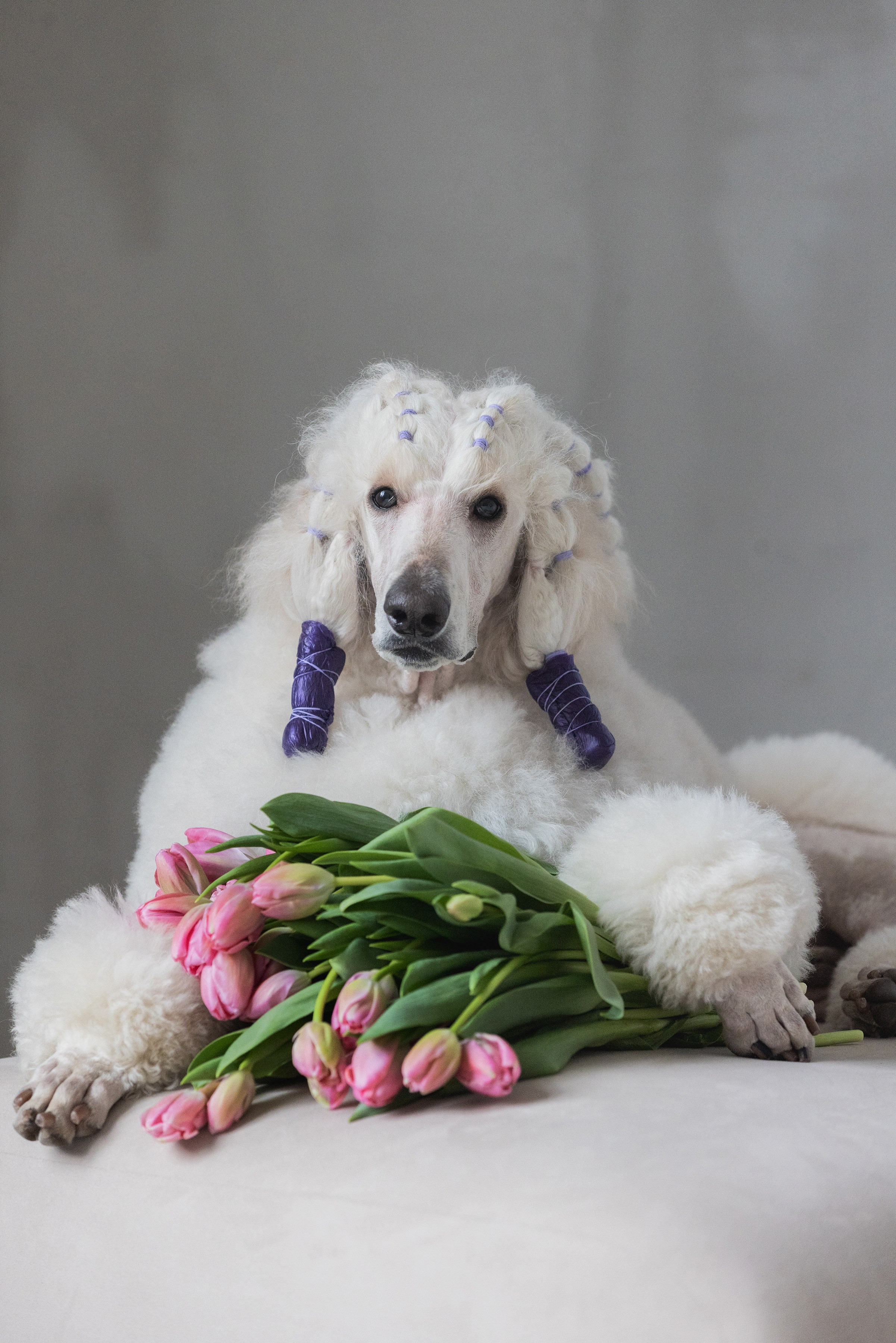 Собаки и не только. Фотограф Алена Звездина