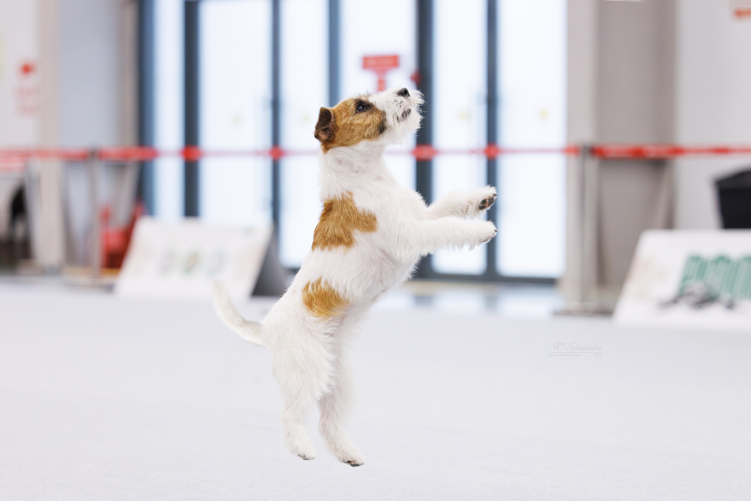 Казань Зилант 30-01.12 2024. Фотограф-анималист Юлия Германика