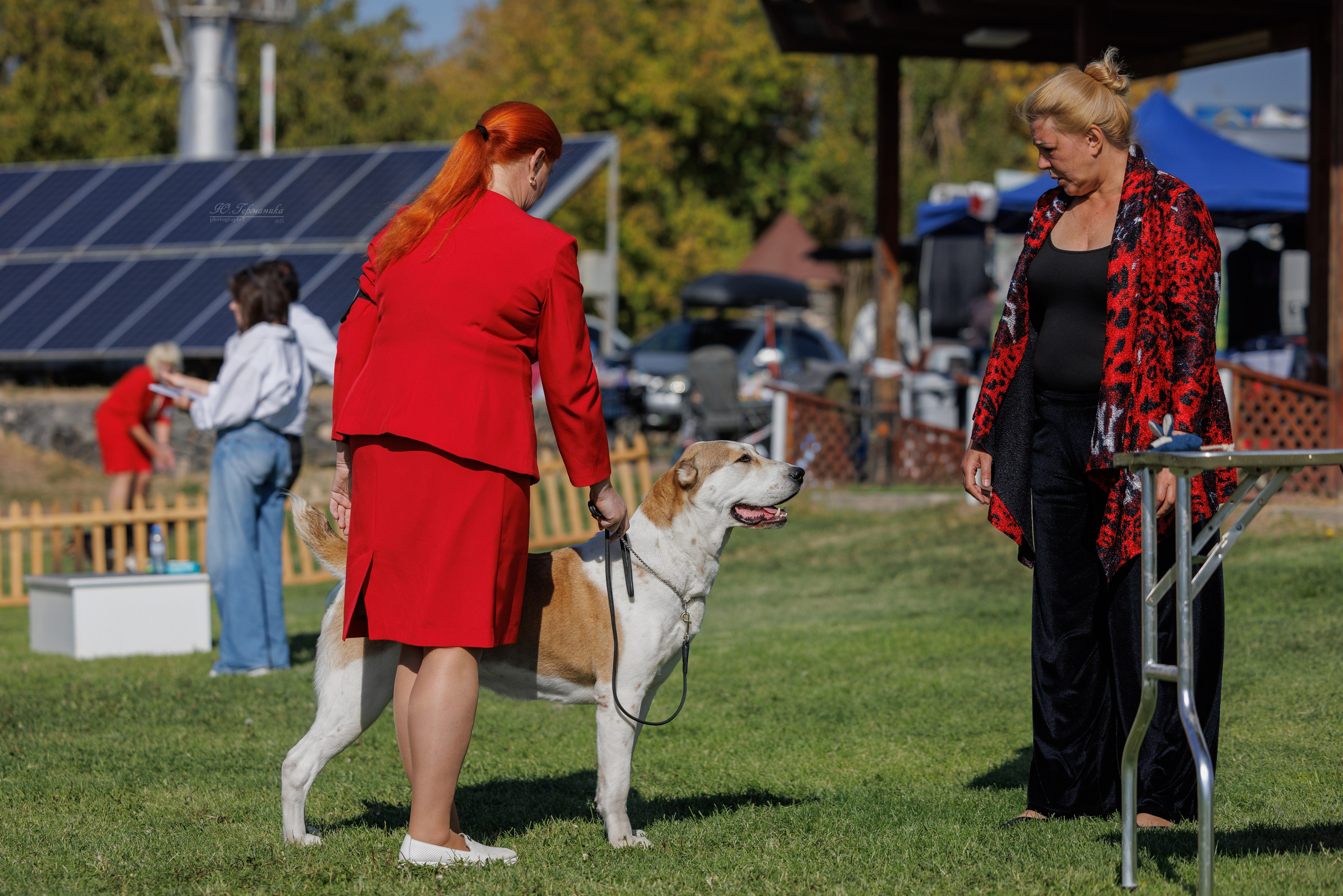 Ереван 14-16.10.2025. Фотограф-анималист Юлия Германика