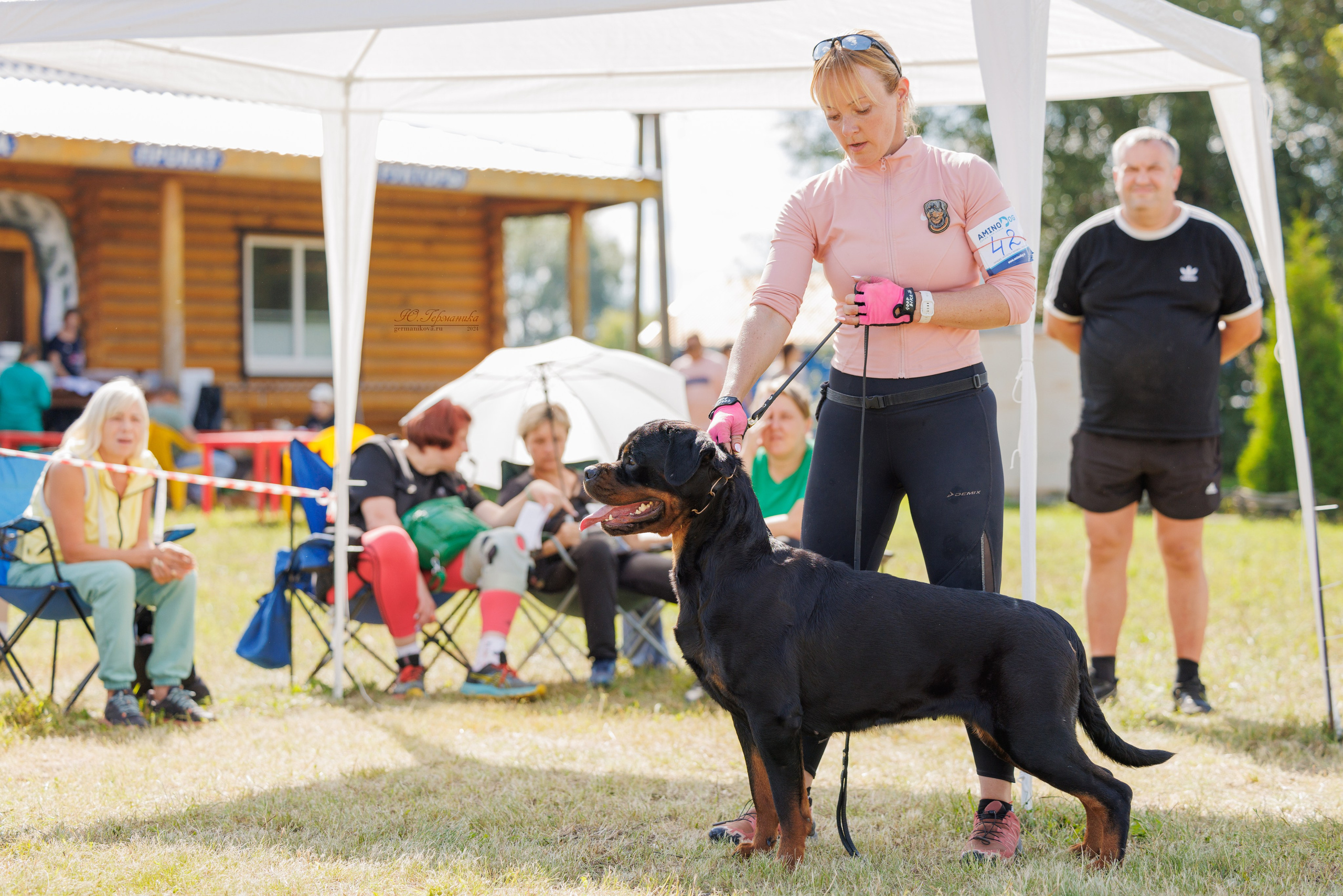 Рязань-Ховрино 10-11.08.2024 3хмоно ротвейлеров. Фотограф-анималист Юлия Германика