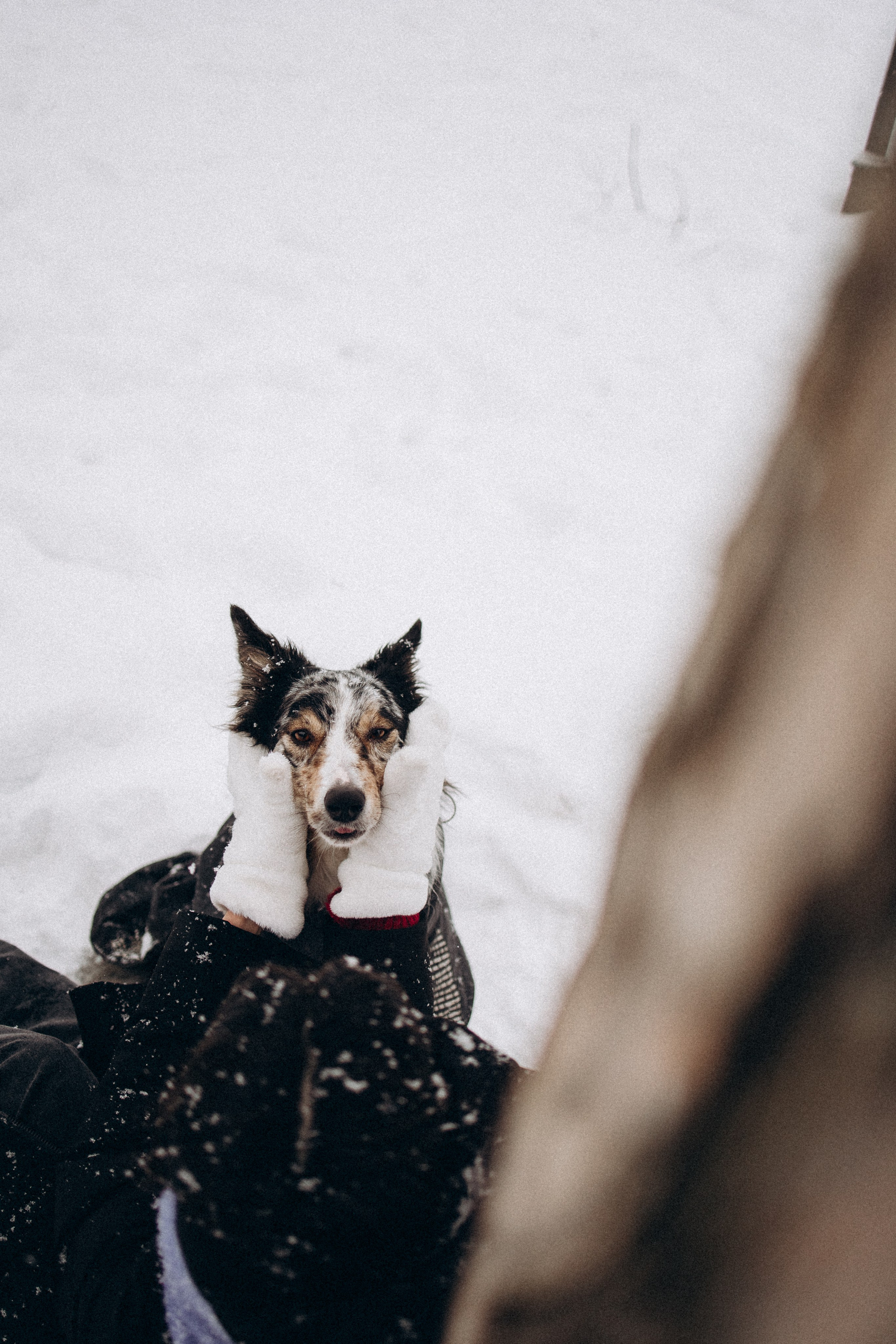 Настя и Тор. Фотораф — анималист Мария Шистка