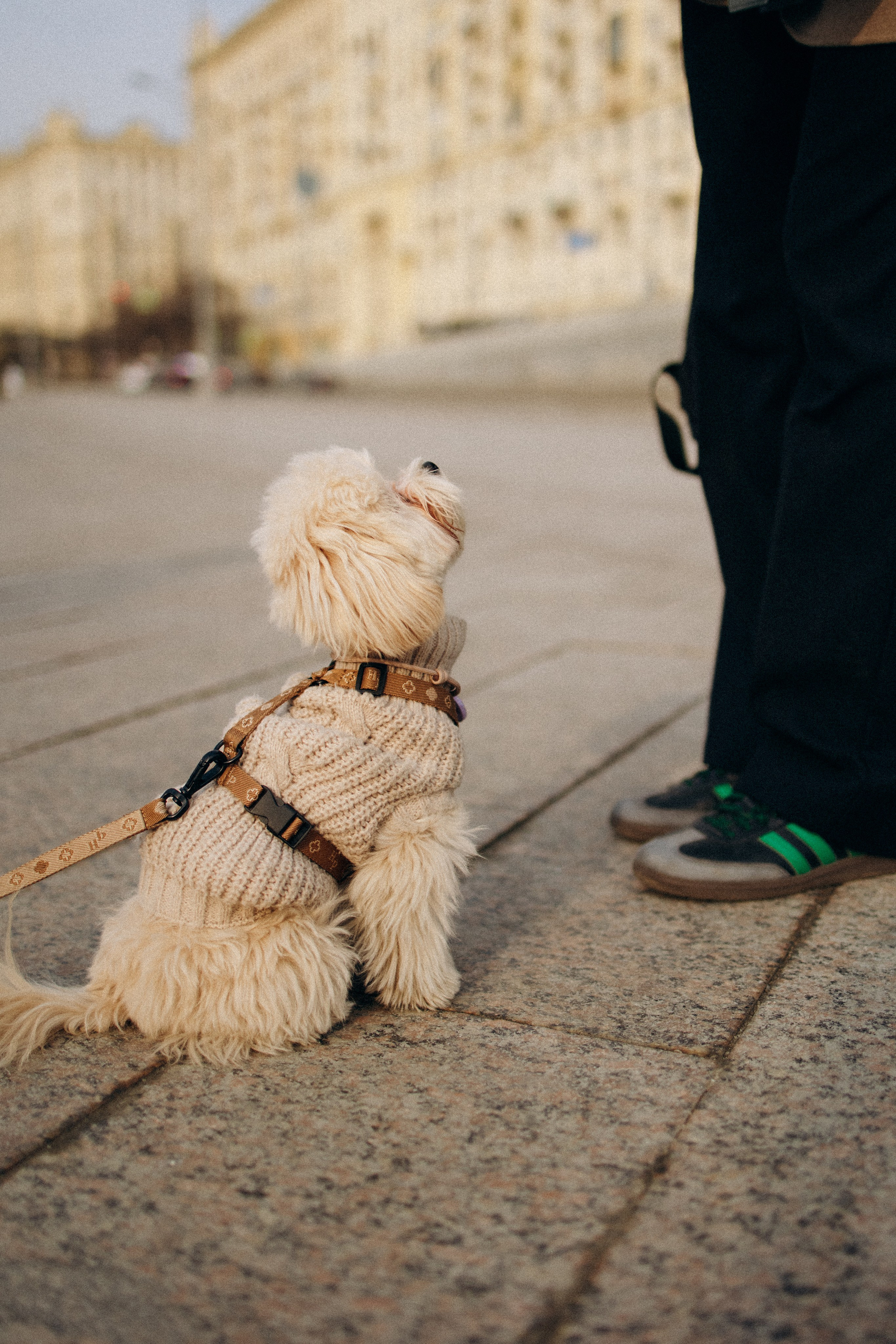 Маша, Лиза и Луна. Фотораф — анималист Мария Шистка