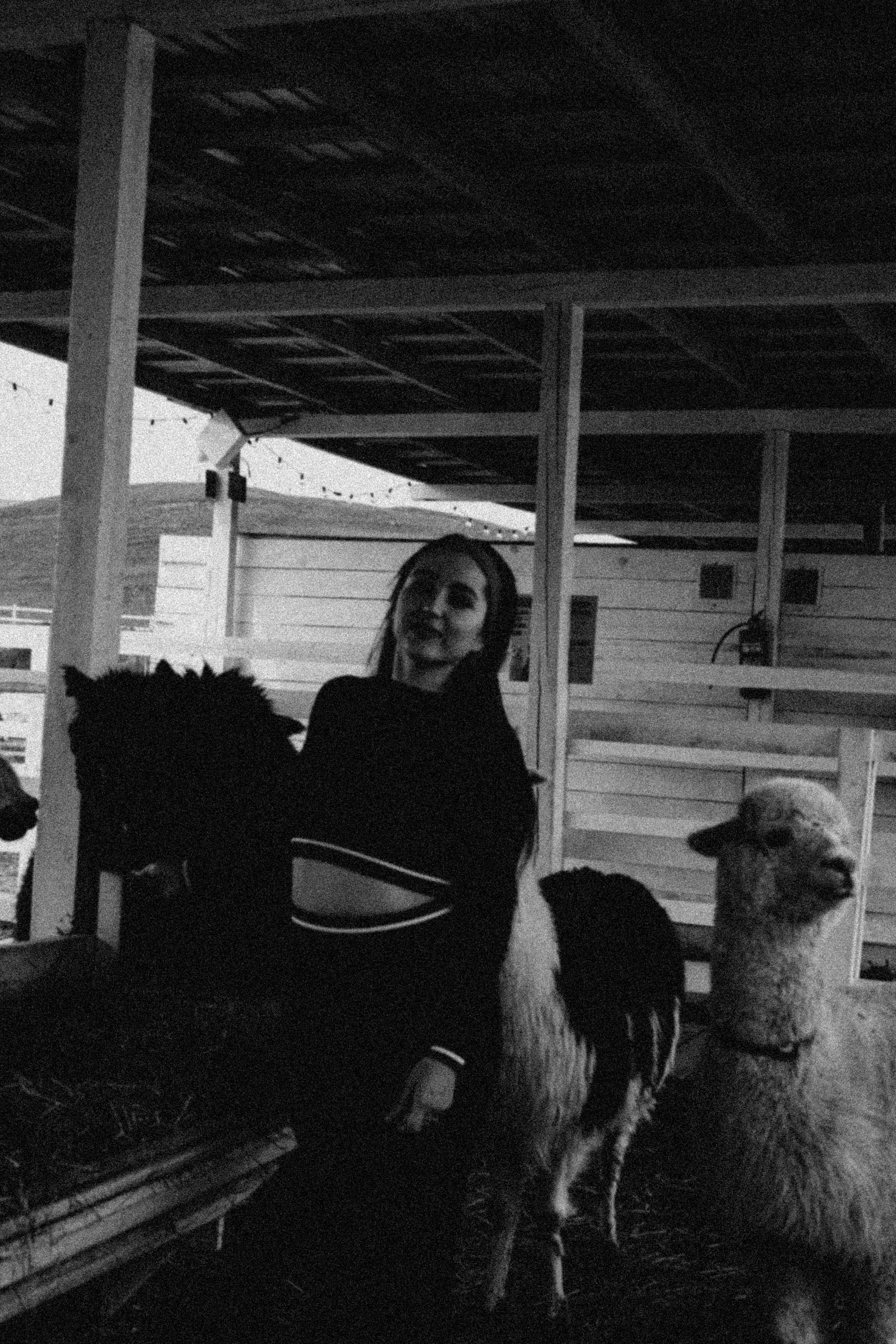 Ферма Альпак. Профессиональный фотограф, Санкт-Петербург — Виктория Богомолова