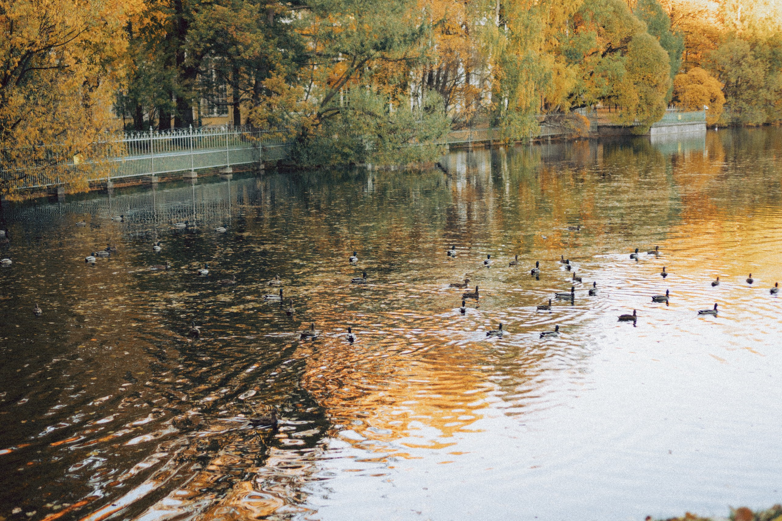 Осеняя прогулка в саду. Профессиональный фотограф, Санкт-Петербург — Виктория Богомолова