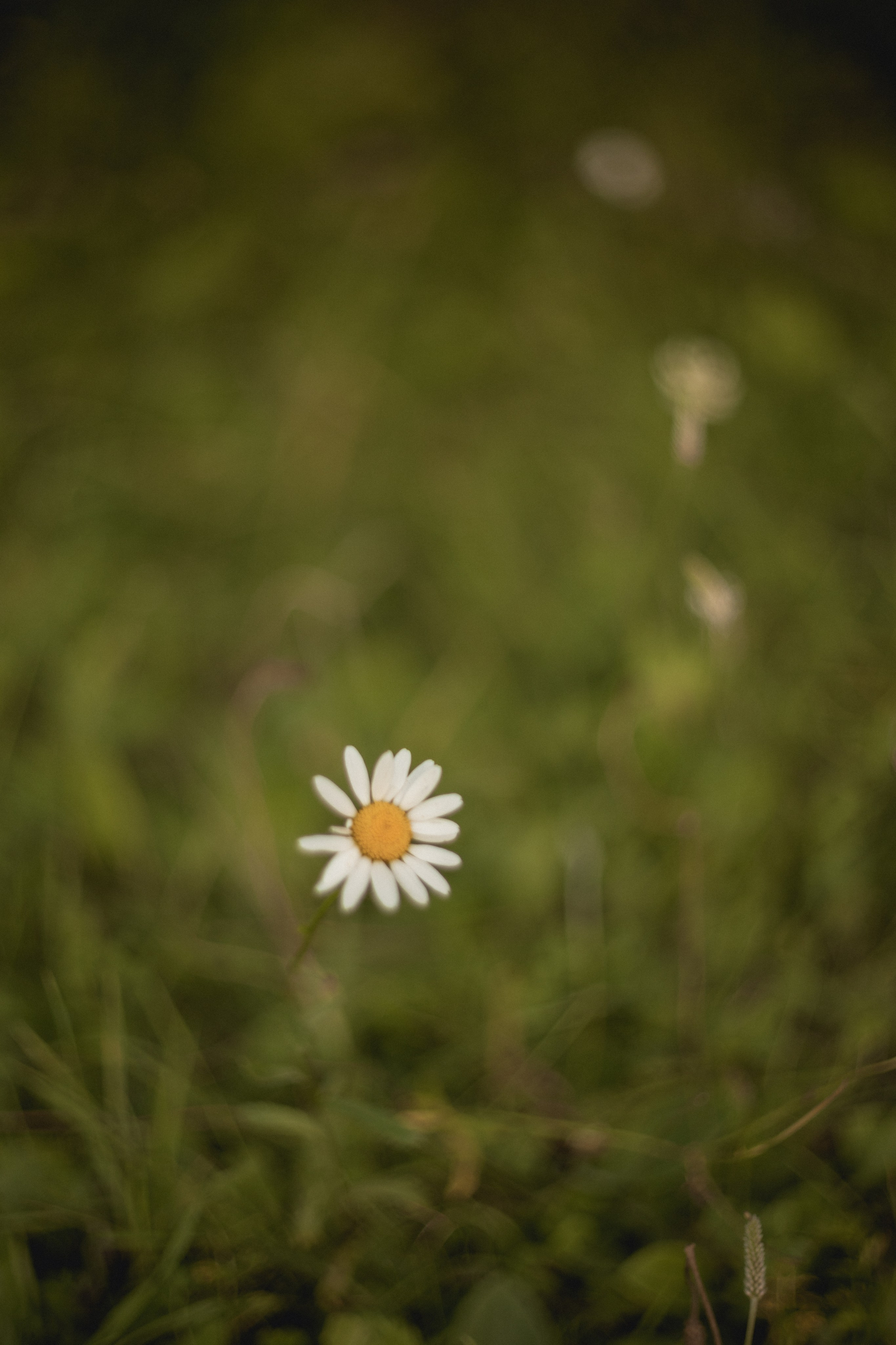 Летняя. Семейный и свадебный фотограф Лилия Матонина | Ангарск, Иркутск, Усолье-Сибирское, Байкал (Листвянка, Ольхон), Иркутская область