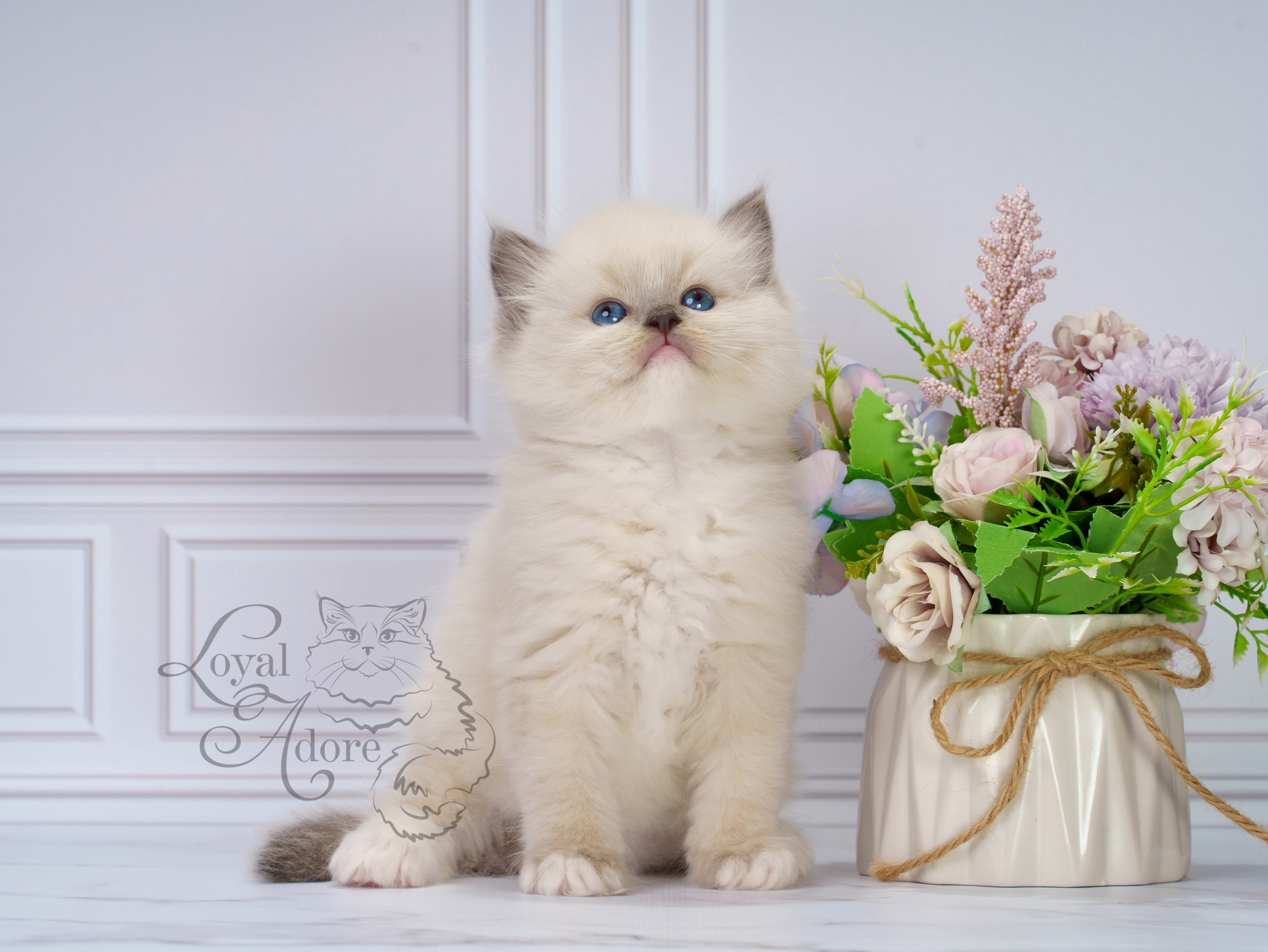 Котята рэгдолл от Loyal Adore. Питомник рэгдолл Loyal Adore