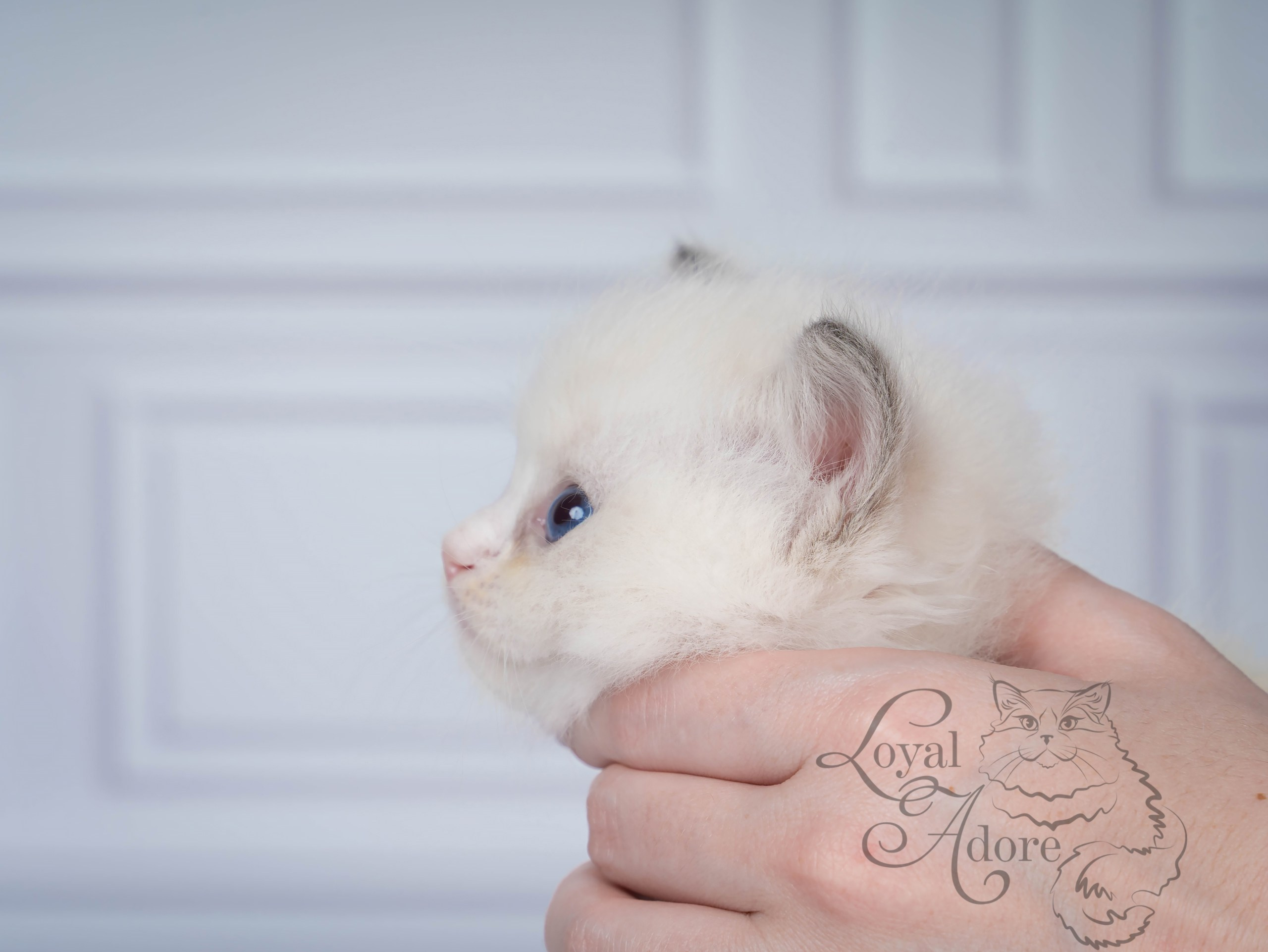 Котята рэгдолл от Loyal Adore. Питомник рэгдолл Loyal Adore