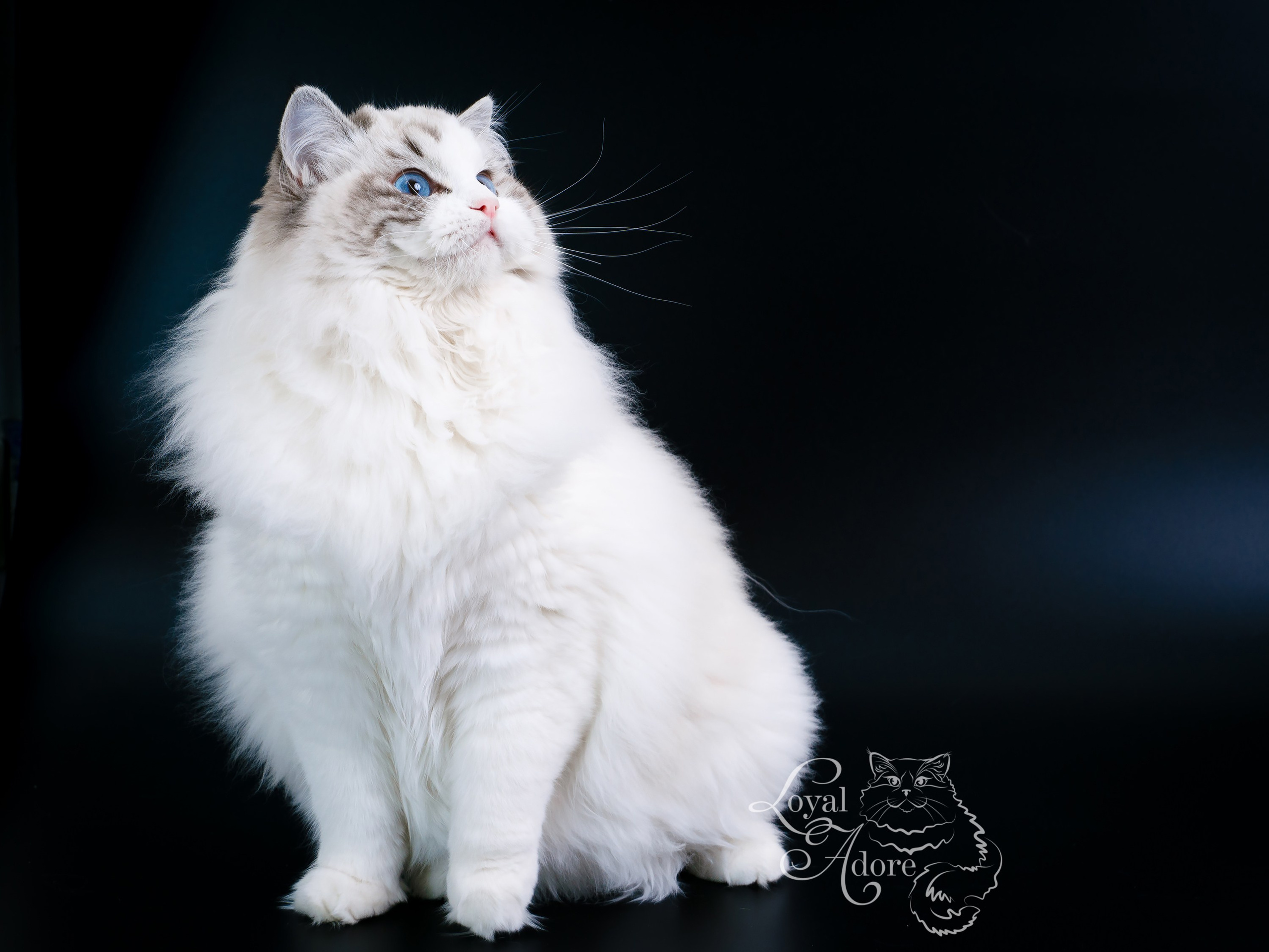 Кошки производители Loyal Adore. Питомник рэгдолл Loyal Adore