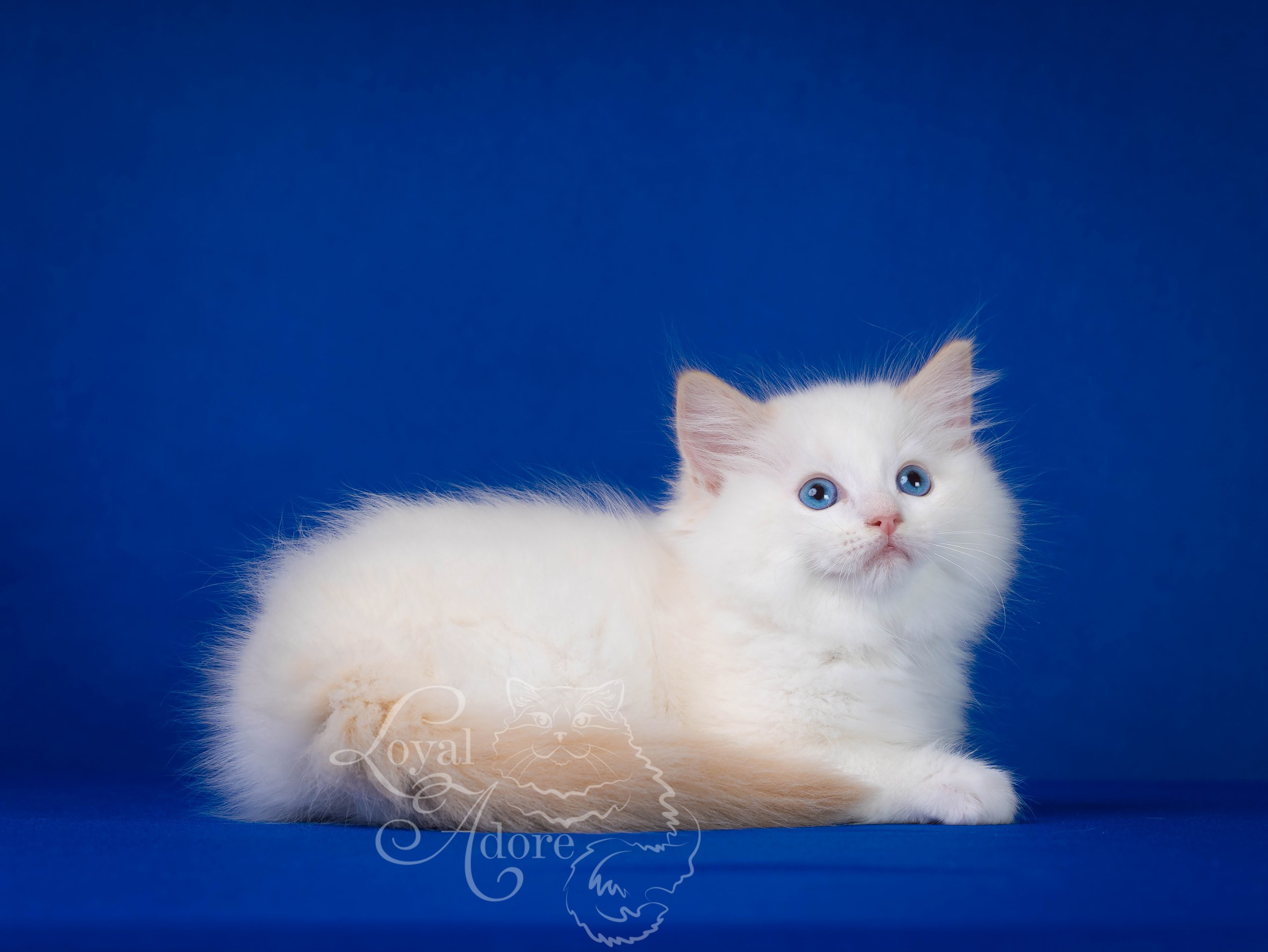 Котята рэгдолл от Loyal Adore. Питомник рэгдолл Loyal Adore