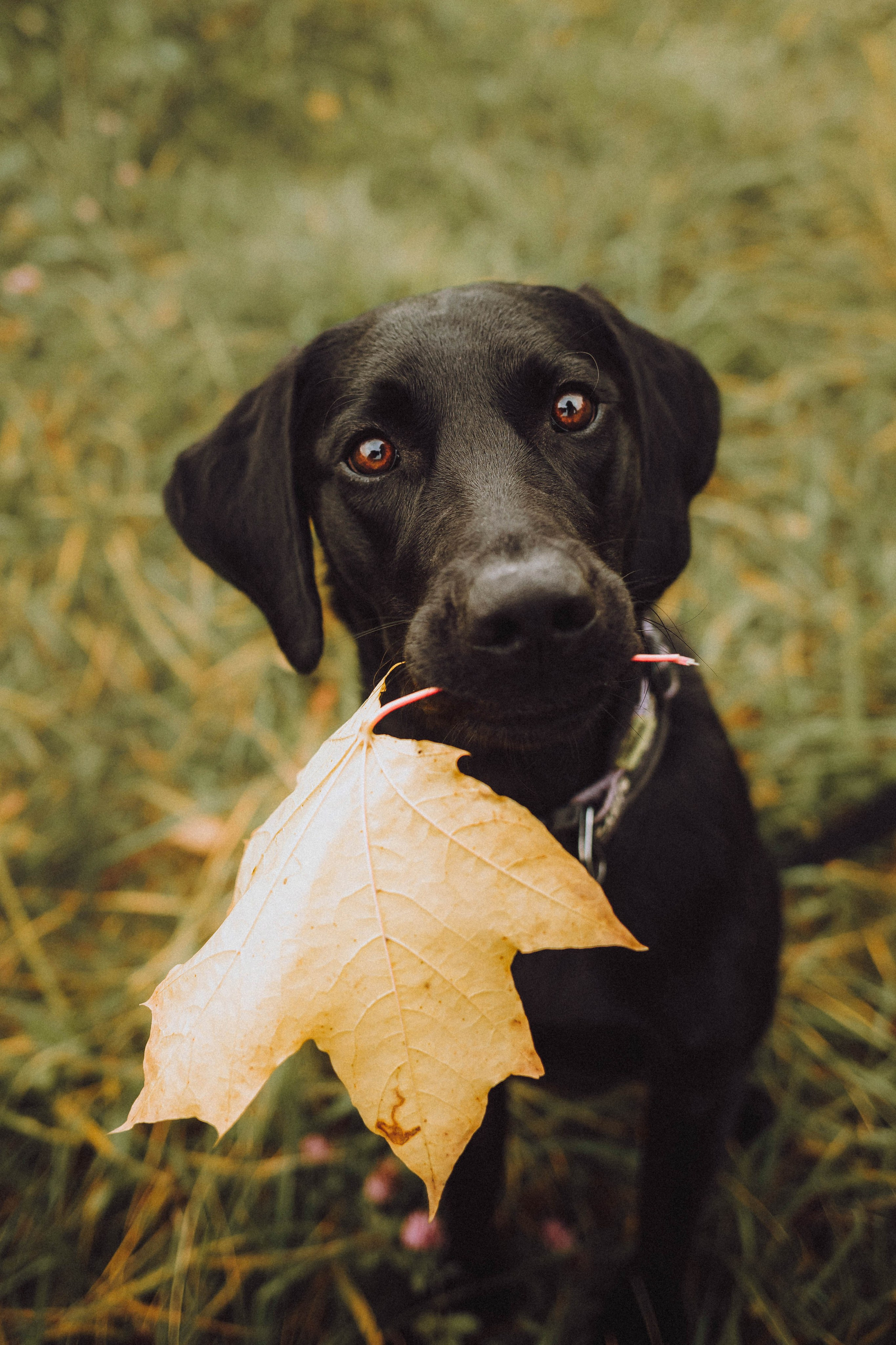 Аня, Нео и Луна