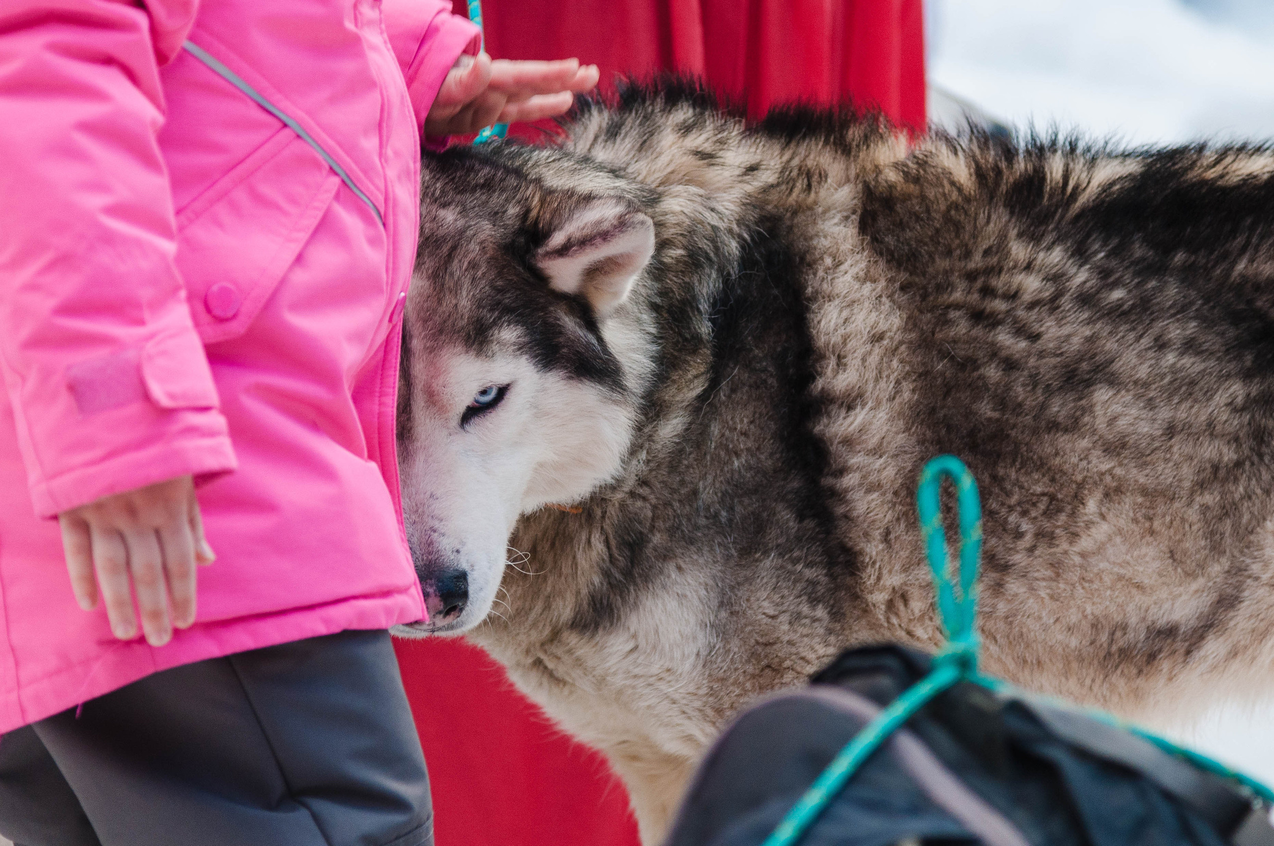 Копнинская Масленица — 2019. Семейный, портретный, репортажный фотограф lifestyle в Москве и Кирове
