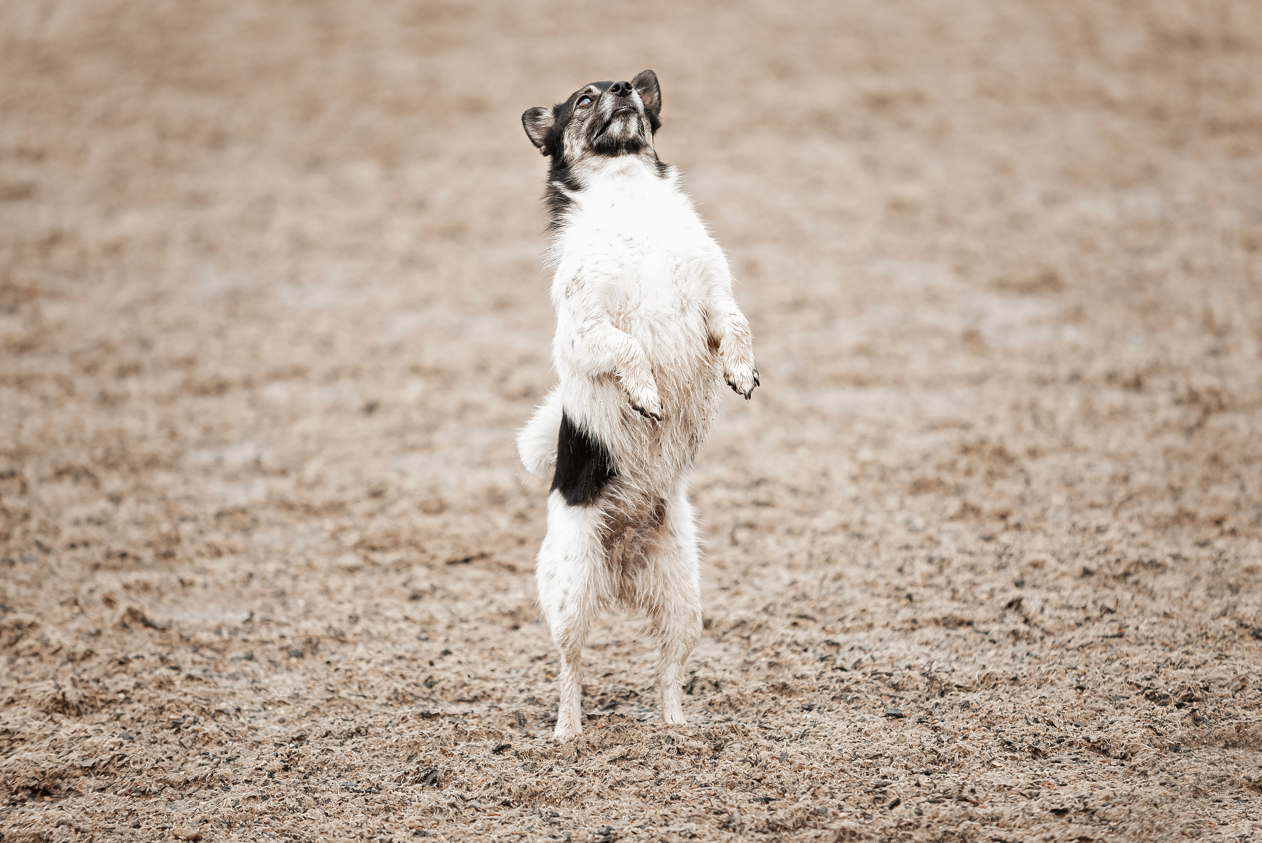 Рони и Зося. Куракина Дарья • Конный фотограф