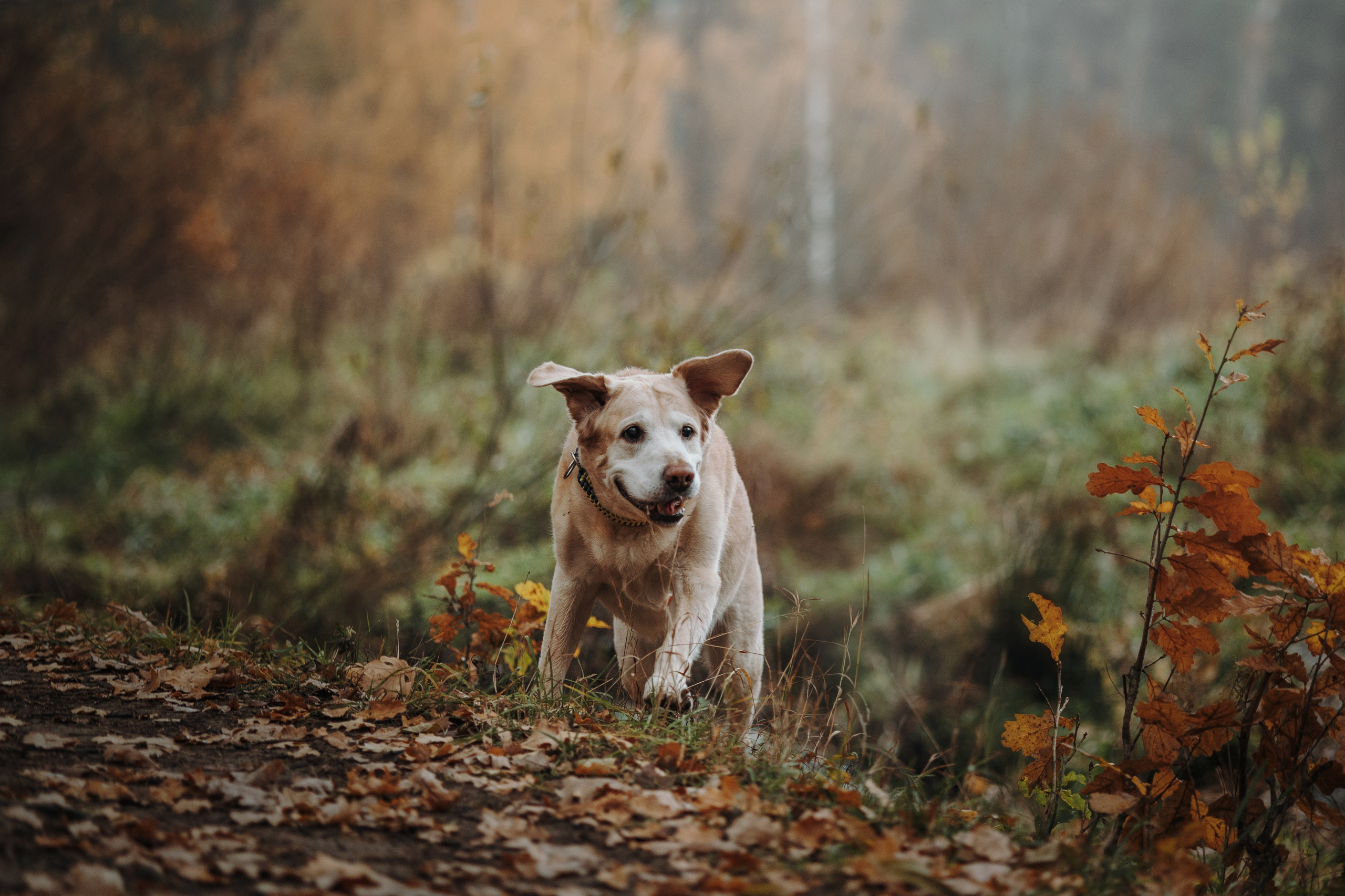 Оксана и Барон. Фотограф — Анималист | Санкт-Петербург