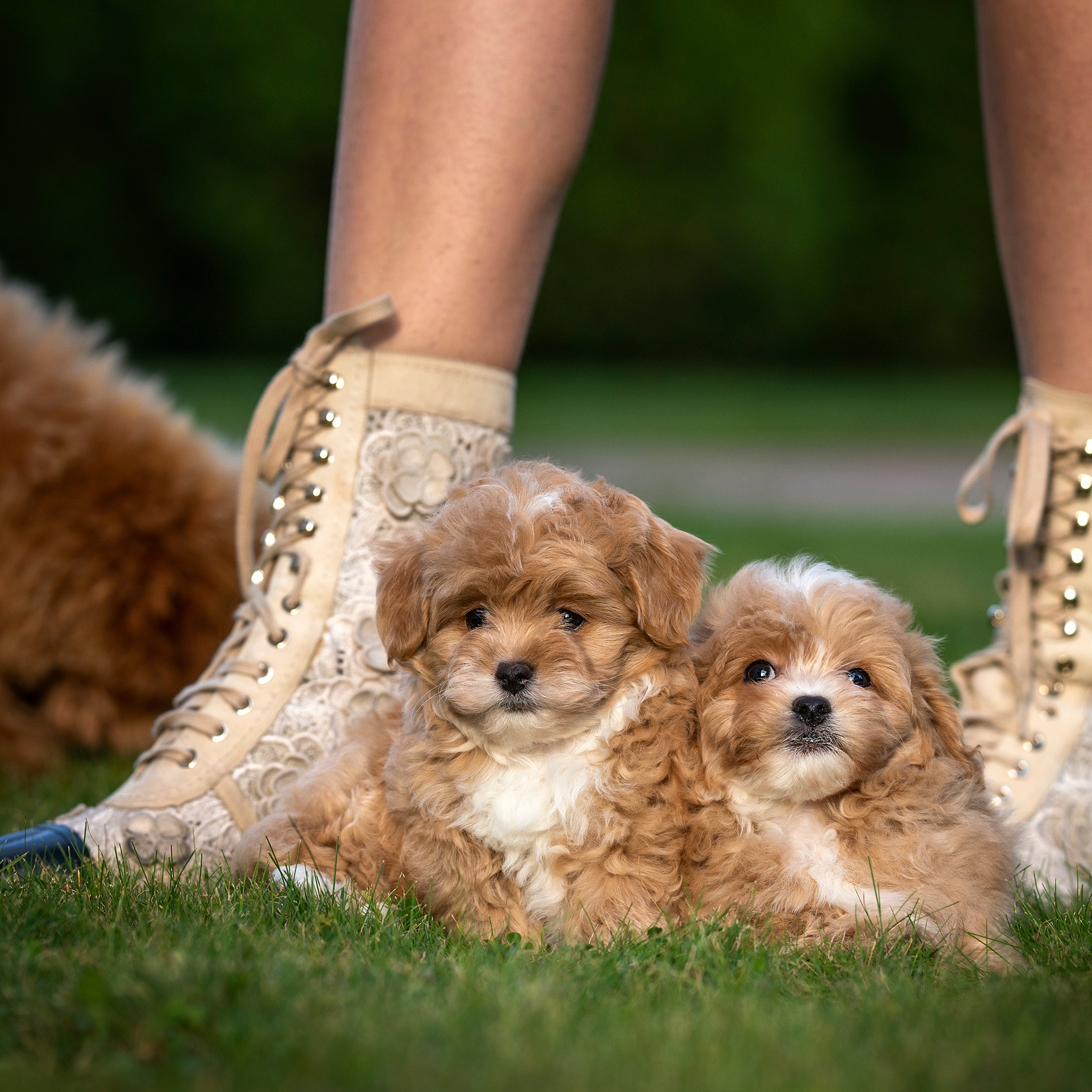 Мультипу. Фотограф анималист Ольга Луканенкова в Москве