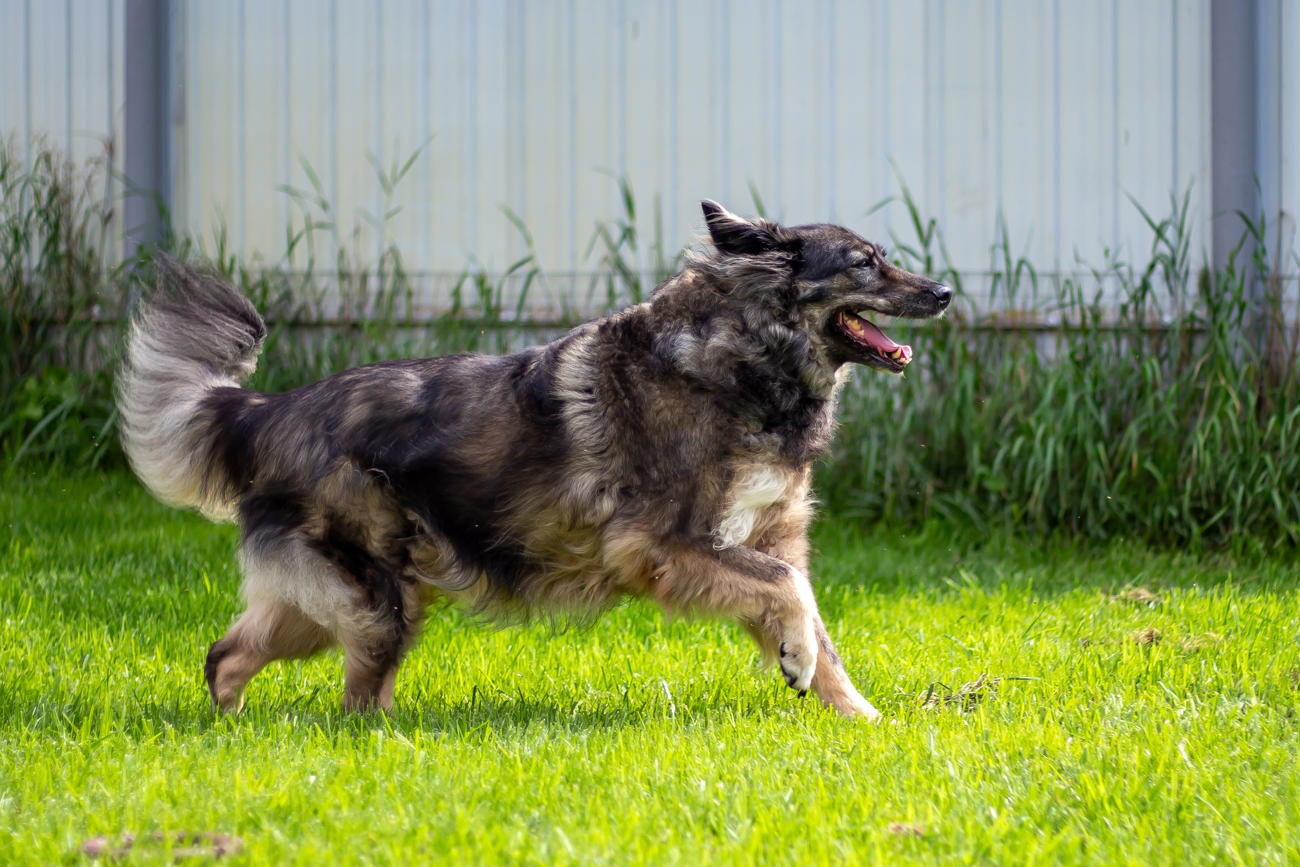 Собачья жизнь — Зоогостиница «Счастливые мечтатели». Фотограф • Орехово-Зуево • Балашиха • TEFO