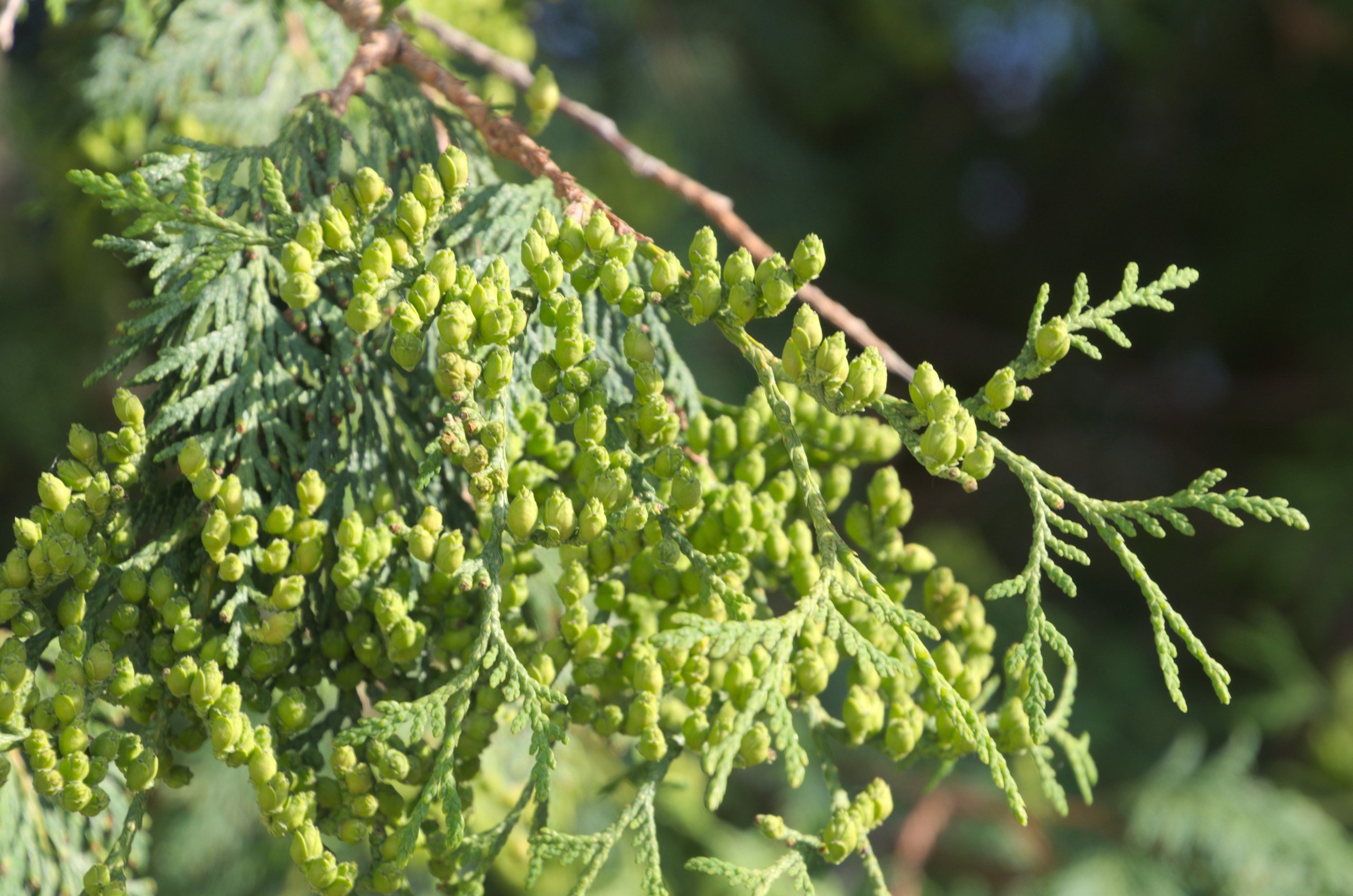 Таруса+Серпухов | 18.06.2017. Галерея Фантим