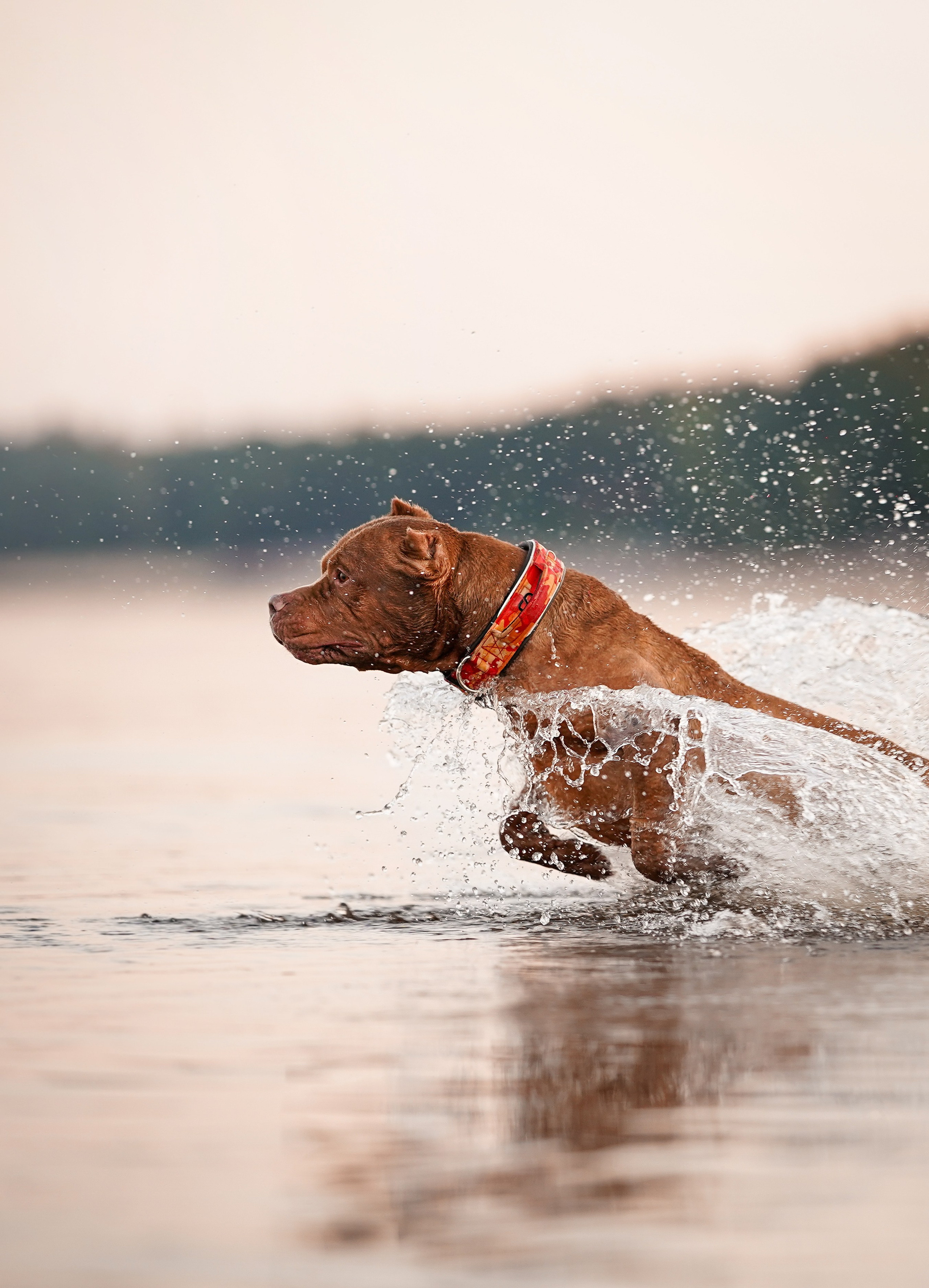 Татьяна Изи и Джем. Фотограф-анималист в Санкт-Петербурге Яна Мартынова