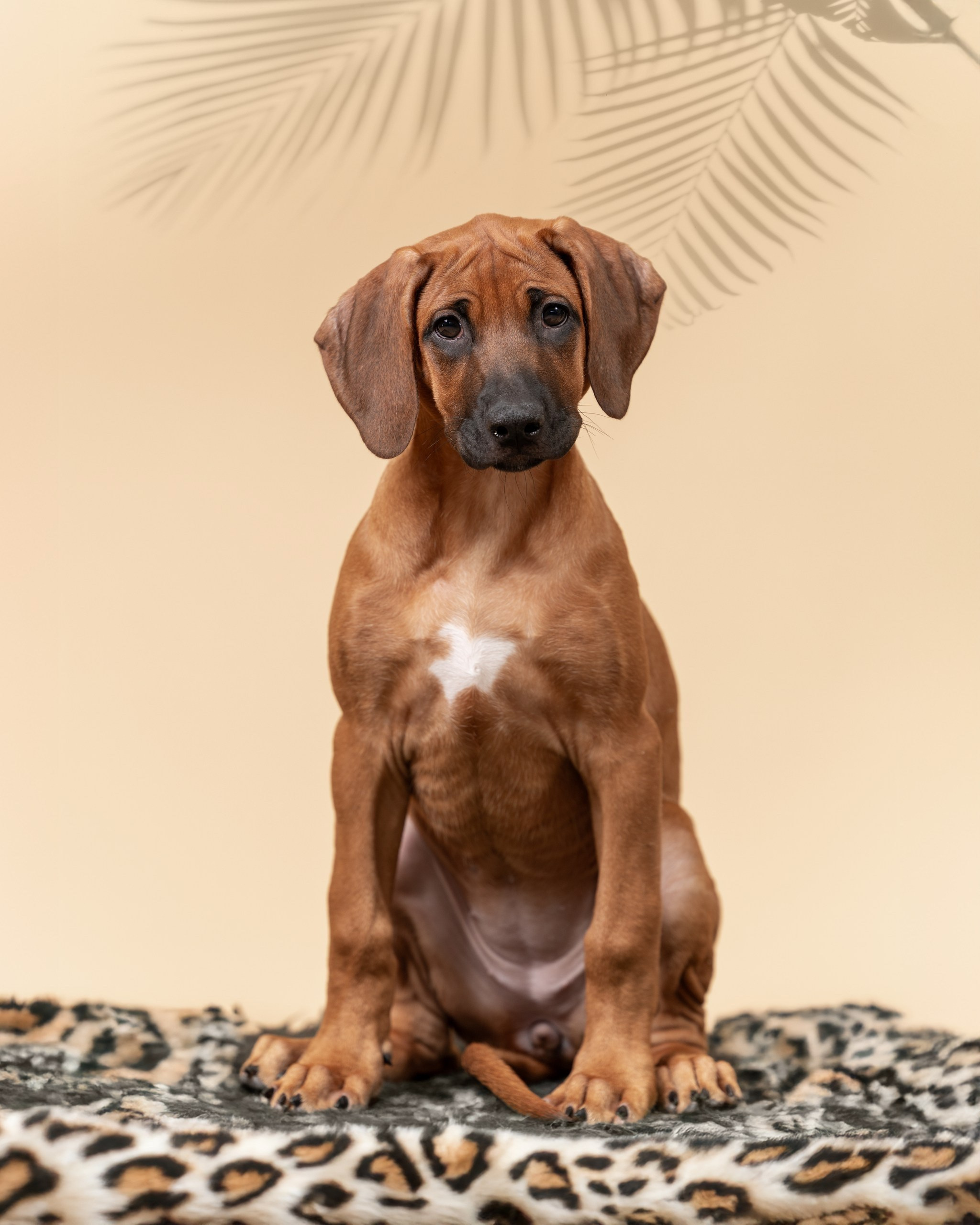 VIVA VERITAS Iz Doma Narayzi. Родезийские Риджбеки в Санкт-Петербурге