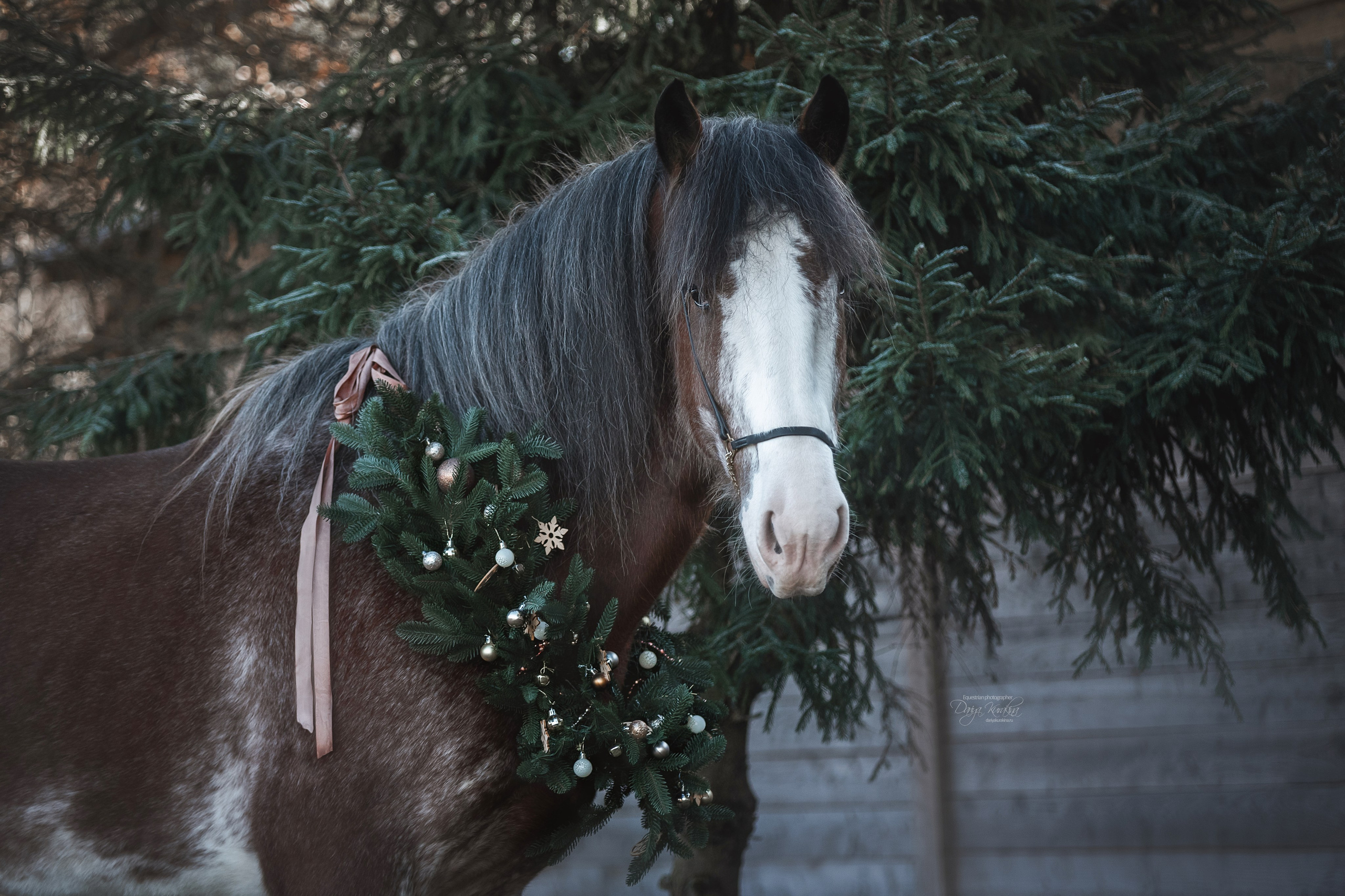 Komardins. Конный фотограф Куракина Дарья • Фотосессии с лошадьми