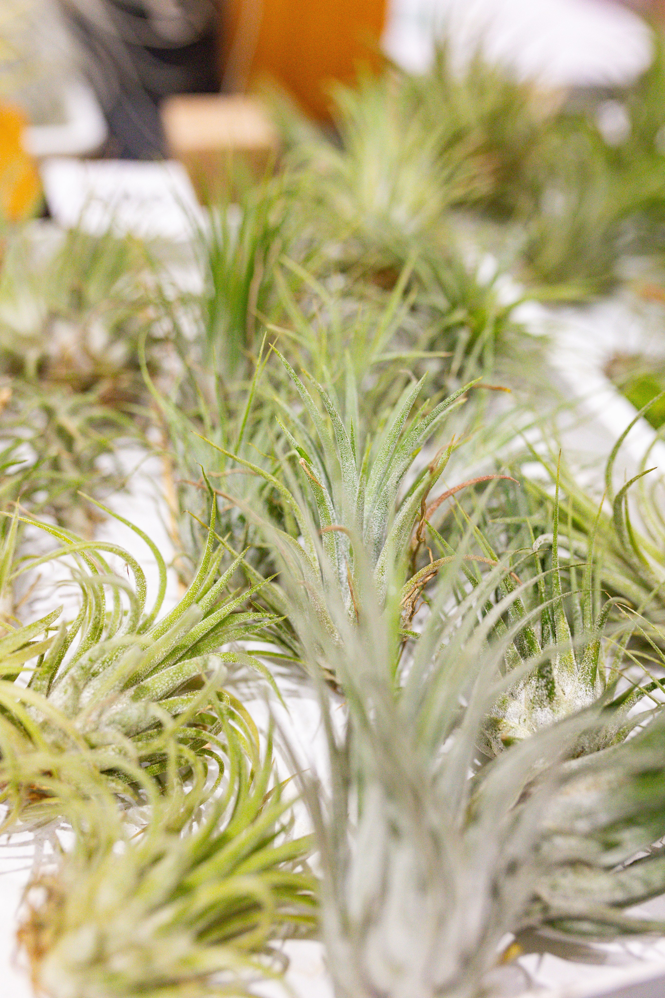 Орхидиум сентябрь 2025. Александра Куликова фотограф, Москва