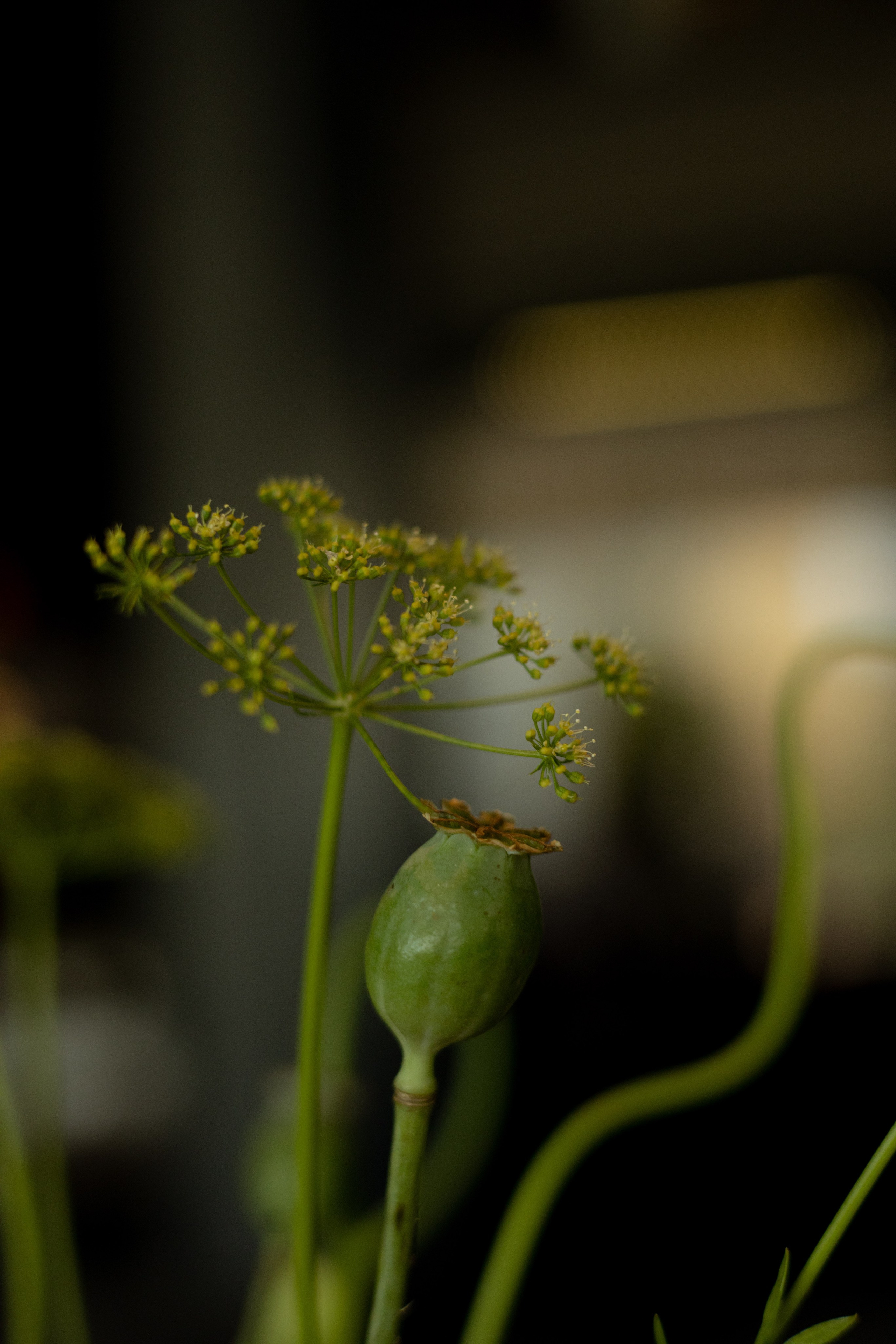 Алина & Николай. Оформление свадеб, декор свадеб Вера Маркова, Москва