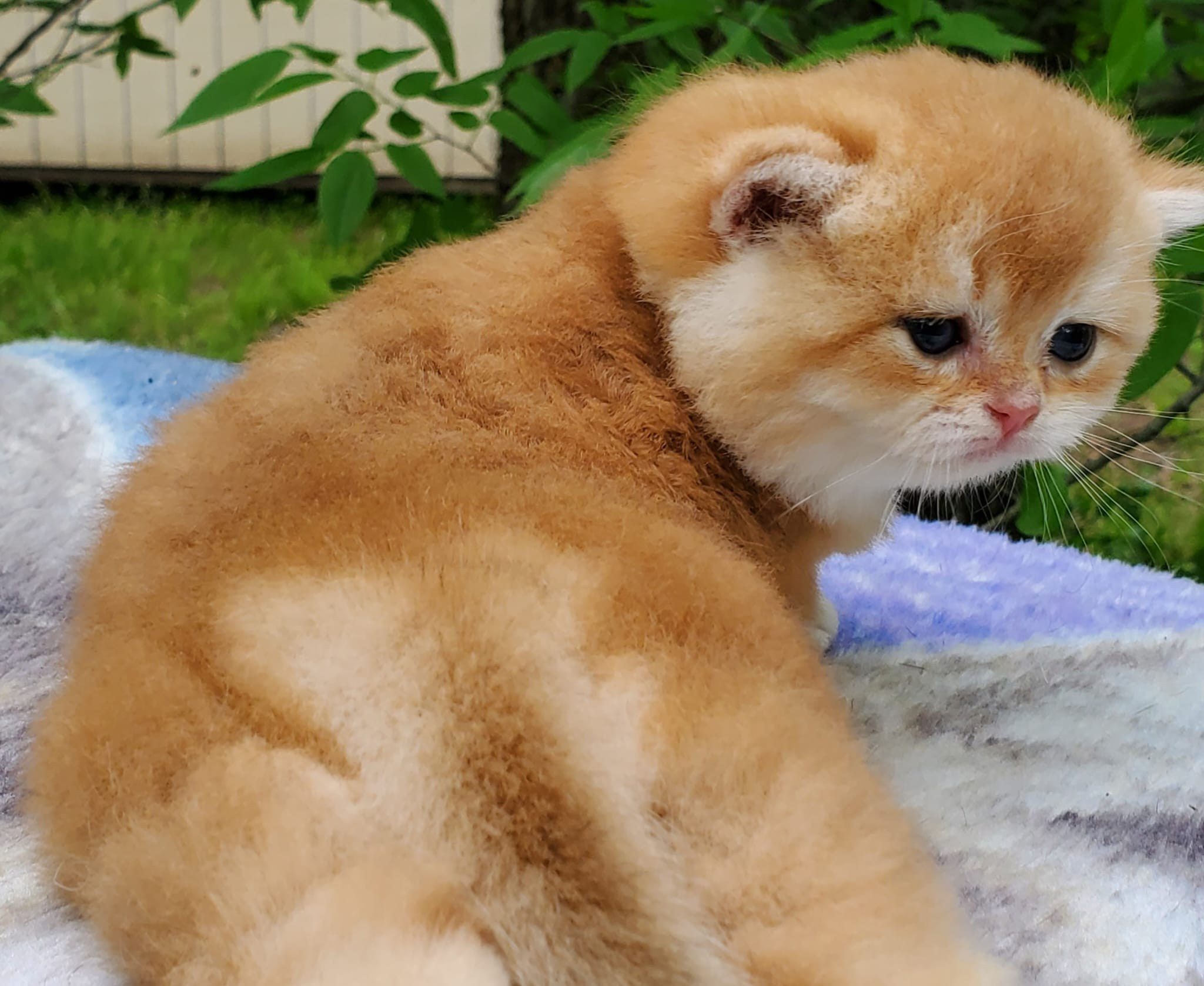 Patisson, male, DB-03.31.25, sold. British shorhair Cats