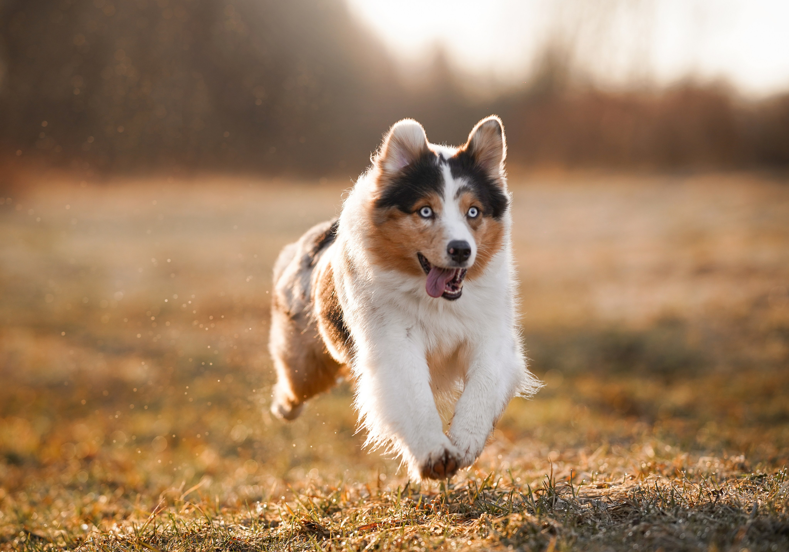 Кристина Рокки и Валькирия. Фотограф-анималист в Санкт-Петербурге Яна Мартынова