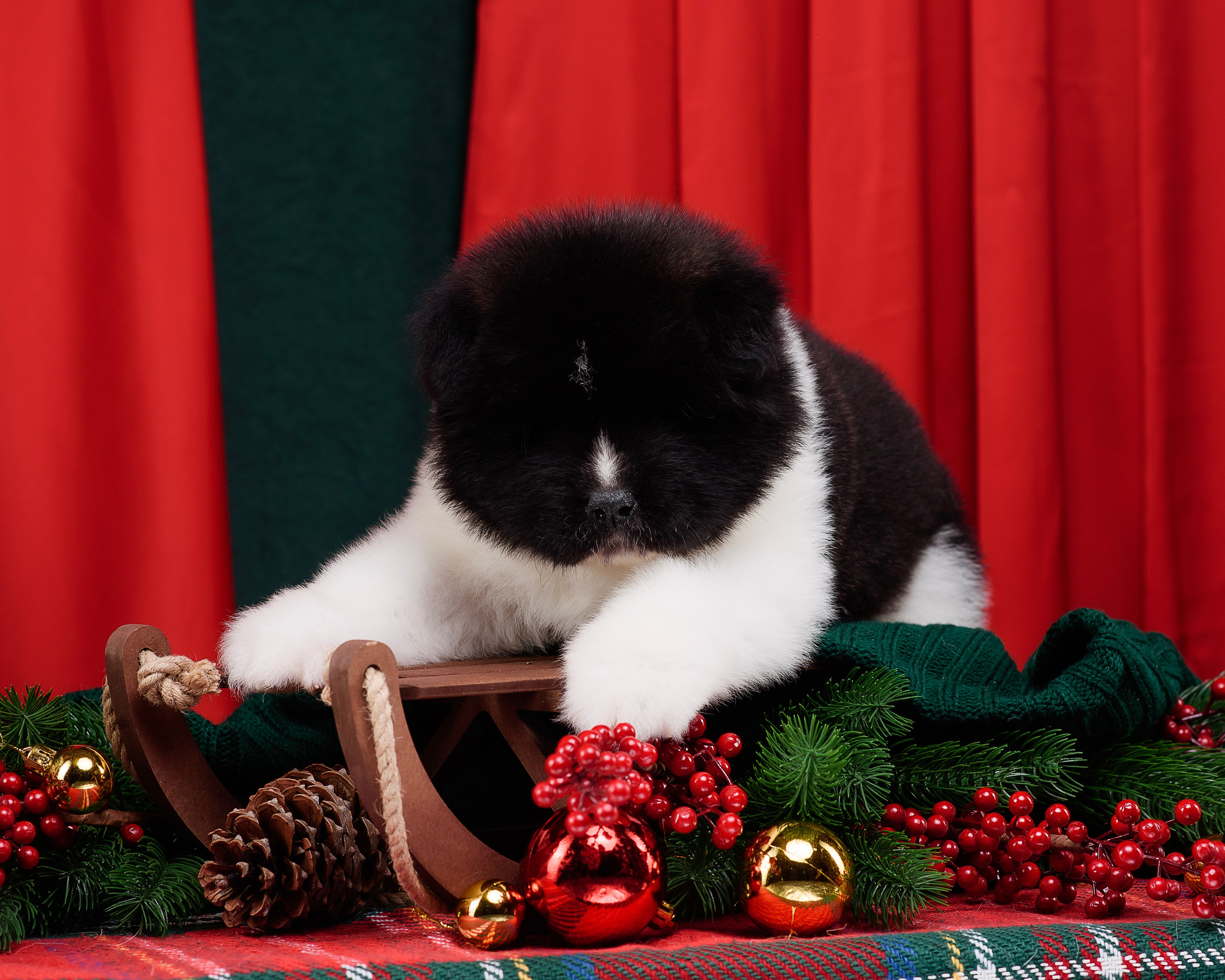 Щенки Американской Акиты. Фотограф — Анималист | Анна Абрамова