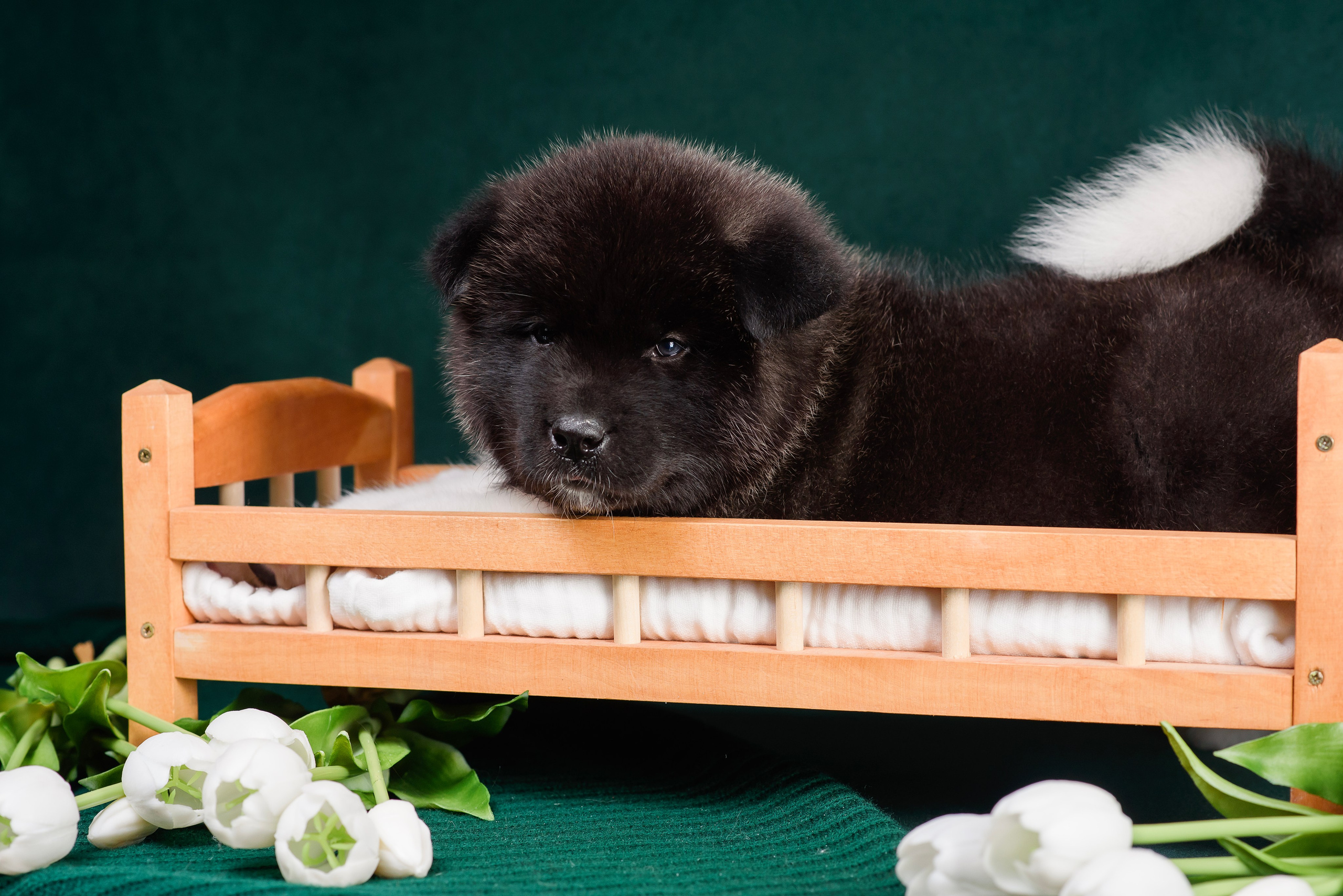 Щенки Американской Акиты. Фотограф — Анималист | Анна Абрамова