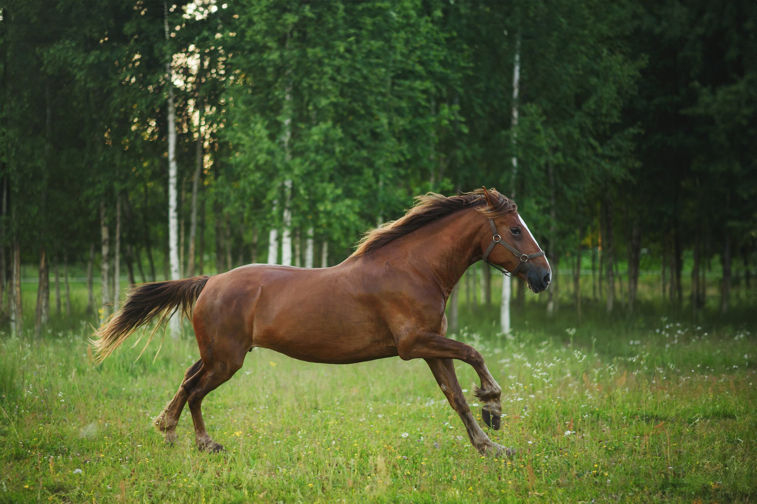 Дакар и Рамина — 29.06.2024. Фотограф — Анималист | Анна Абрамова