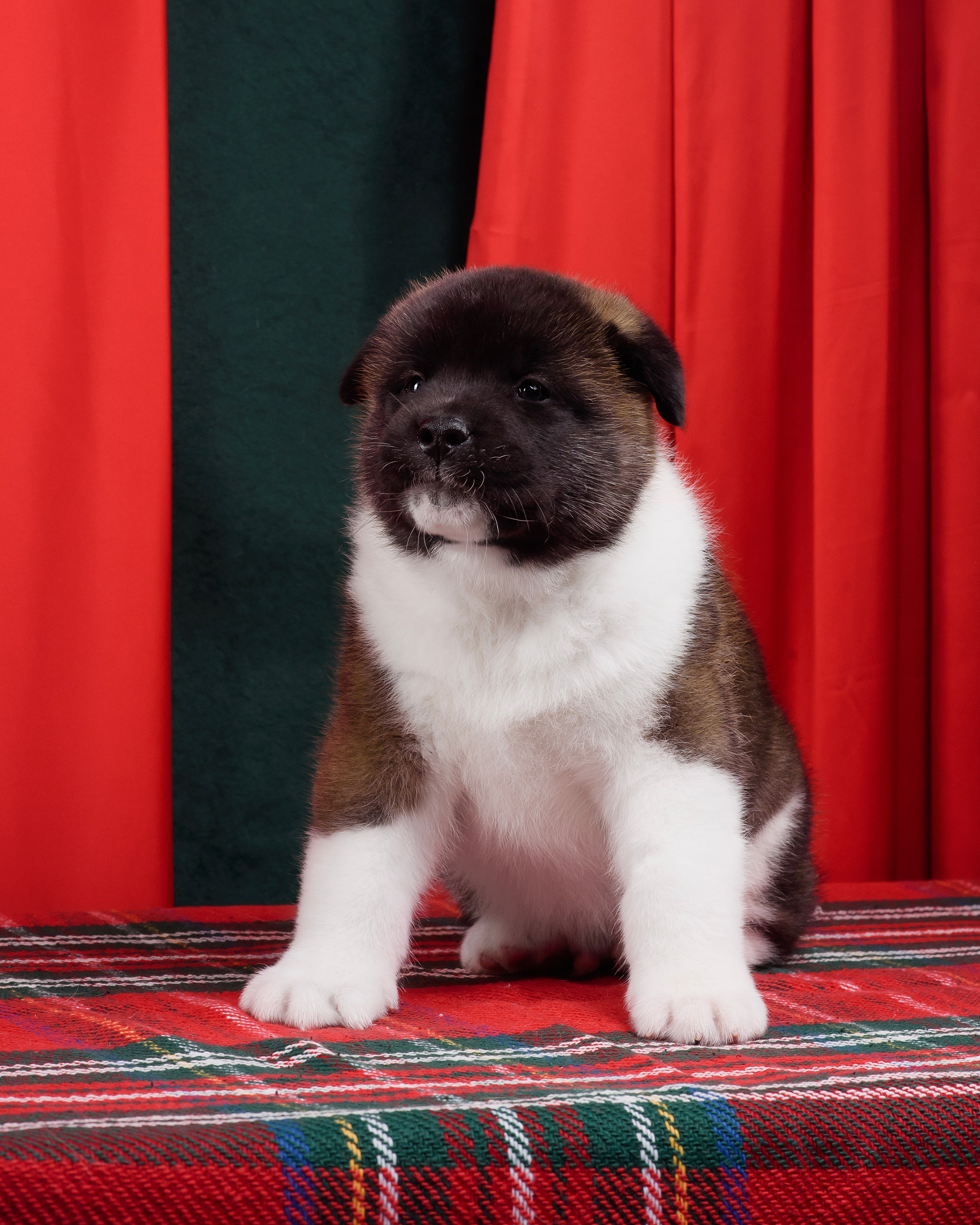 Щенки Американской Акиты. Фотограф — Анималист | Анна Абрамова