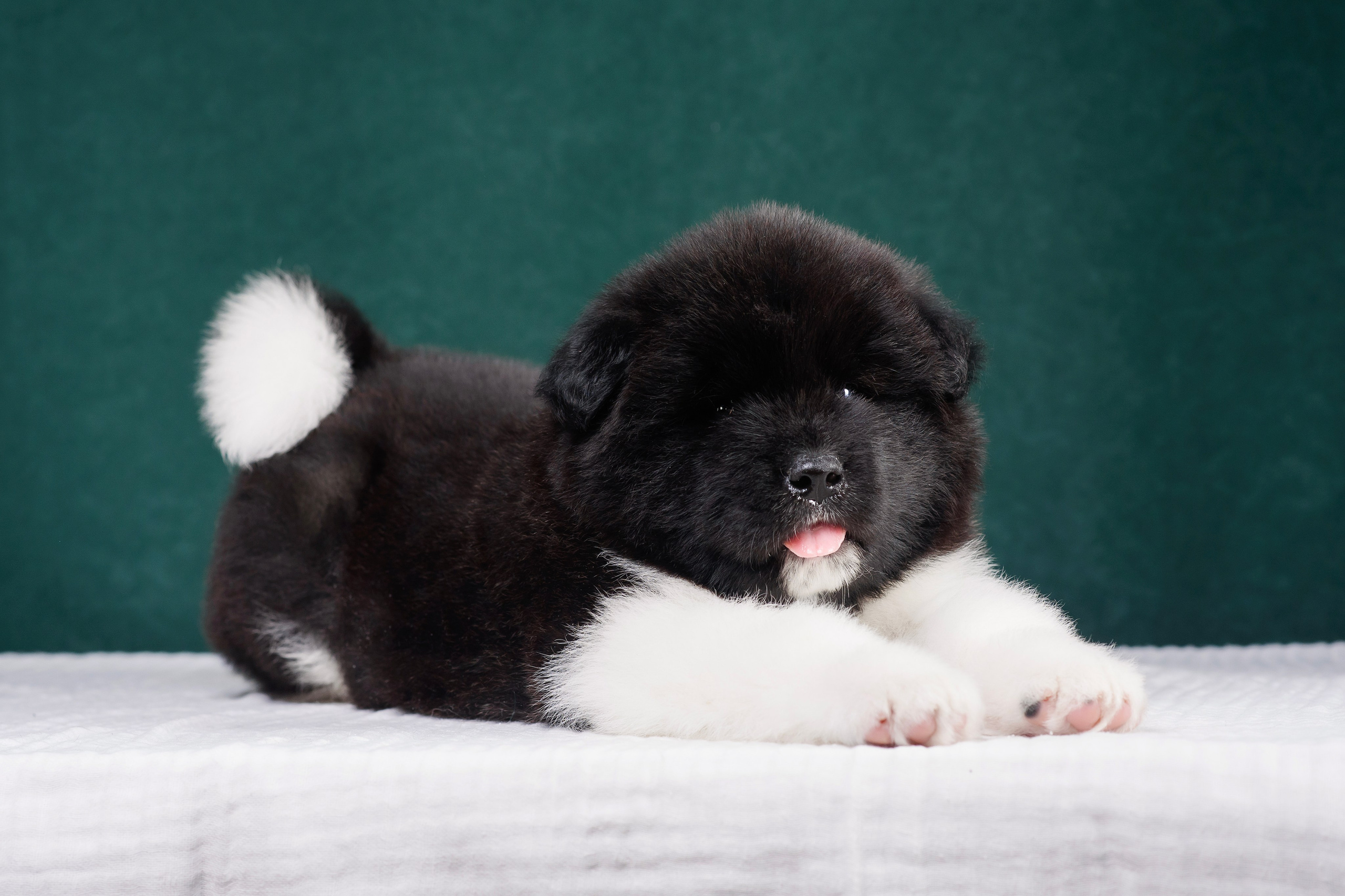 Щенки Американской Акиты. Фотограф — Анималист | Анна Абрамова