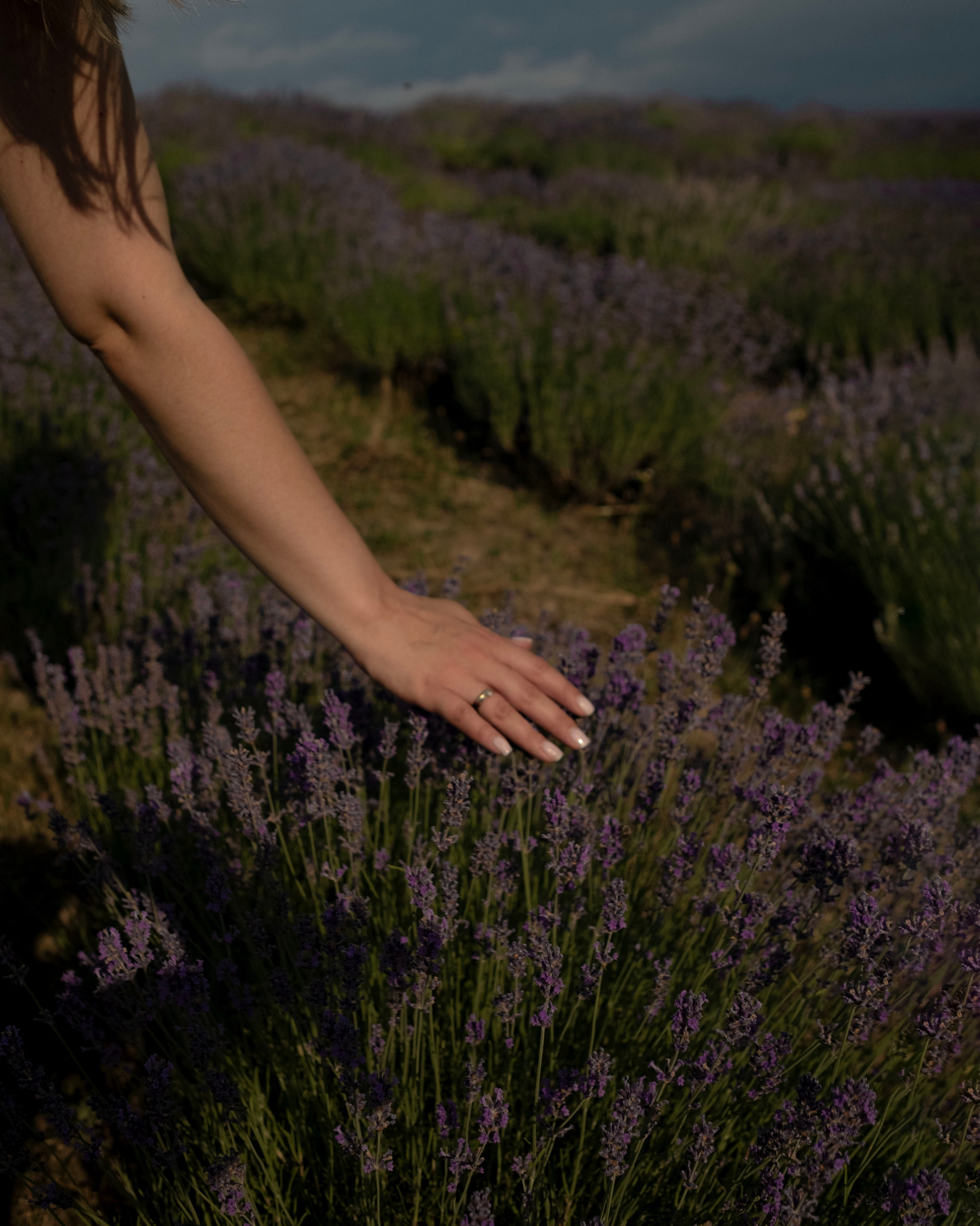 On a lavender field. Portrait photographer Olga Prokopova based in Budapest