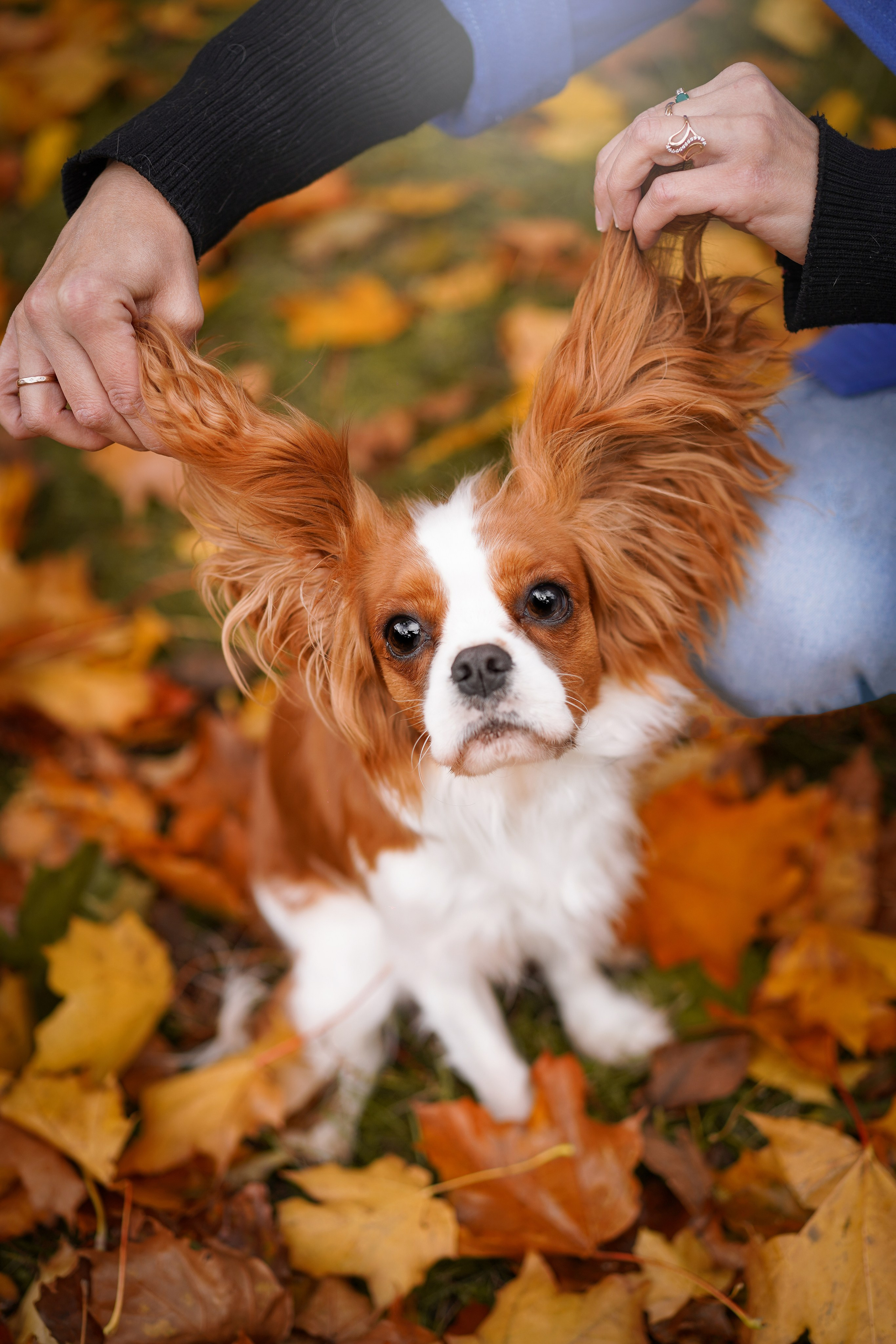 Катя Валера Саша и кавалерчики. Фотограф-анималист в Санкт-Петербурге Яна Мартынова