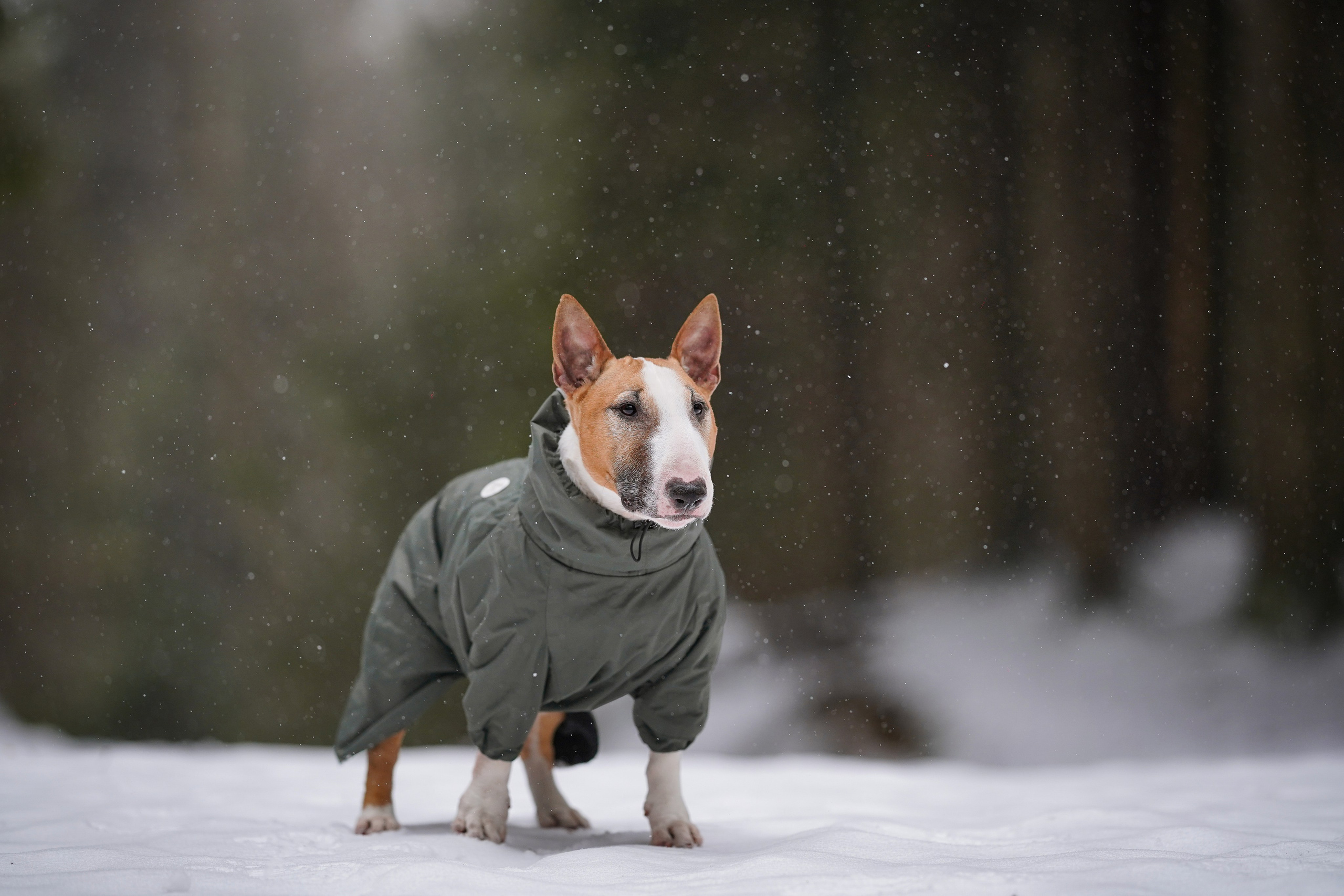 Юни и Панда. Фотограф-анималист в Санкт-Петербурге Яна Мартынова