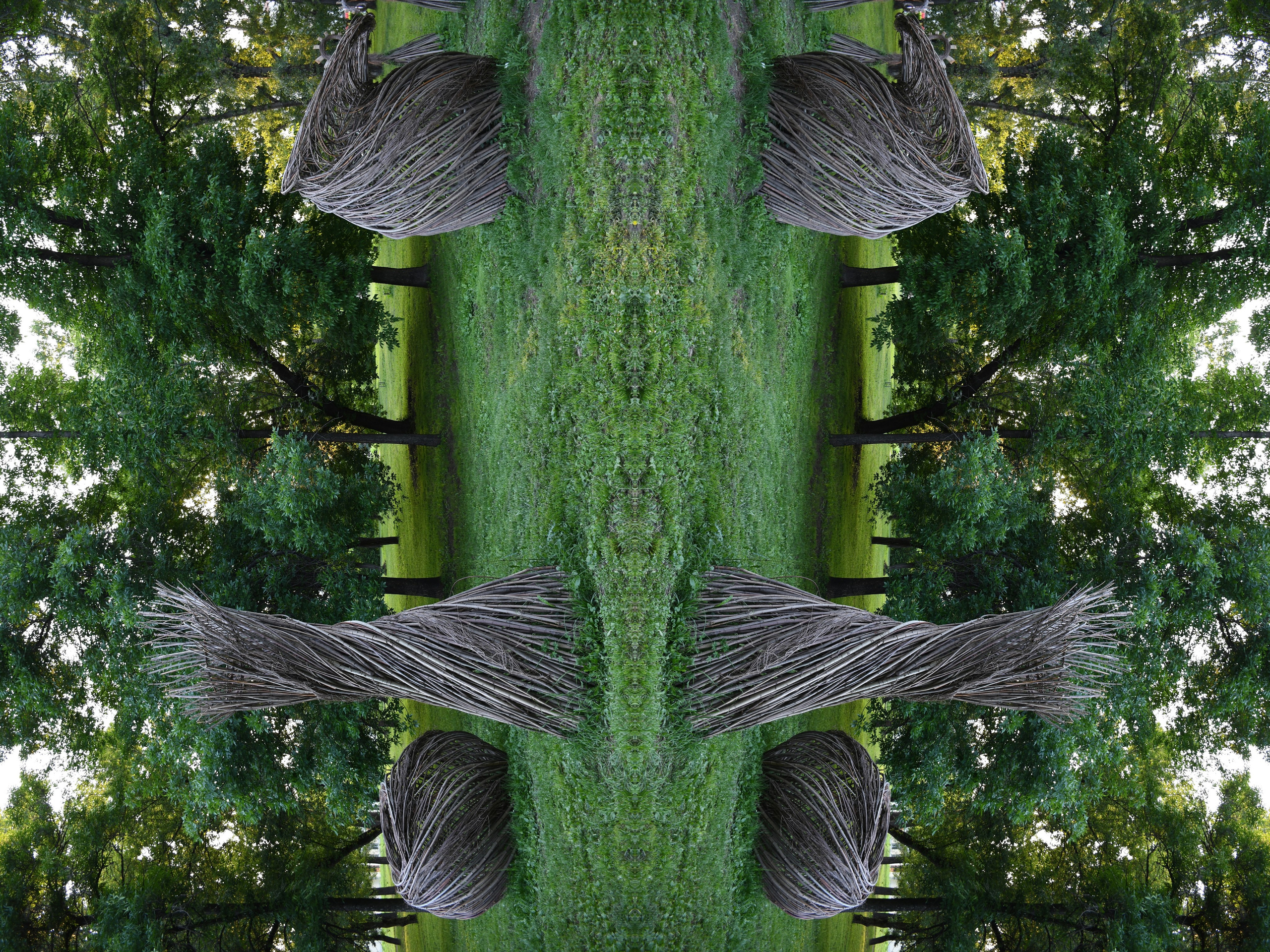 Urban flowers. Арт — фотограф Евгений Наймушин Новокузнецк