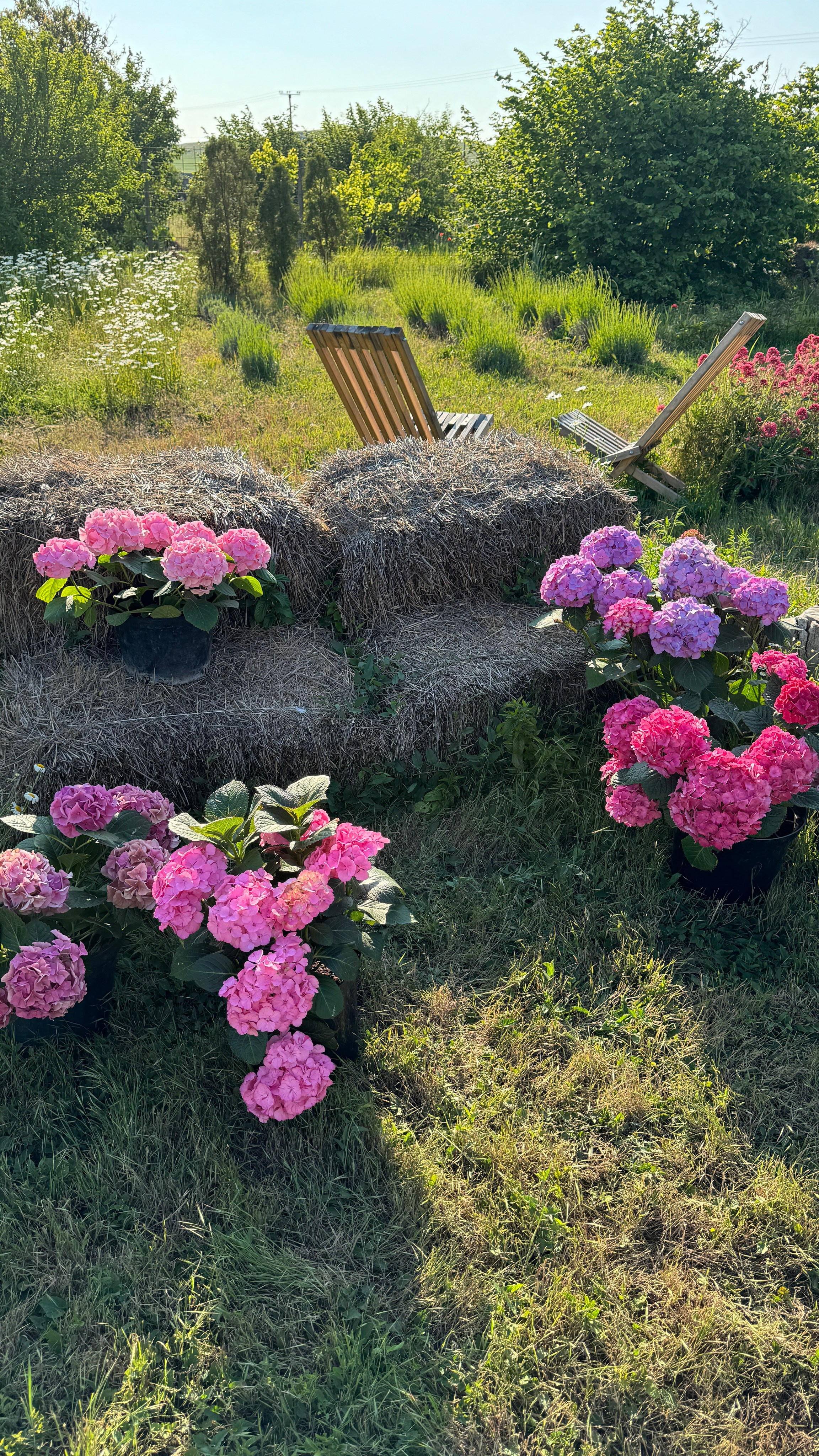 Локации с цветами. Фотостудия Натальи Забродской
