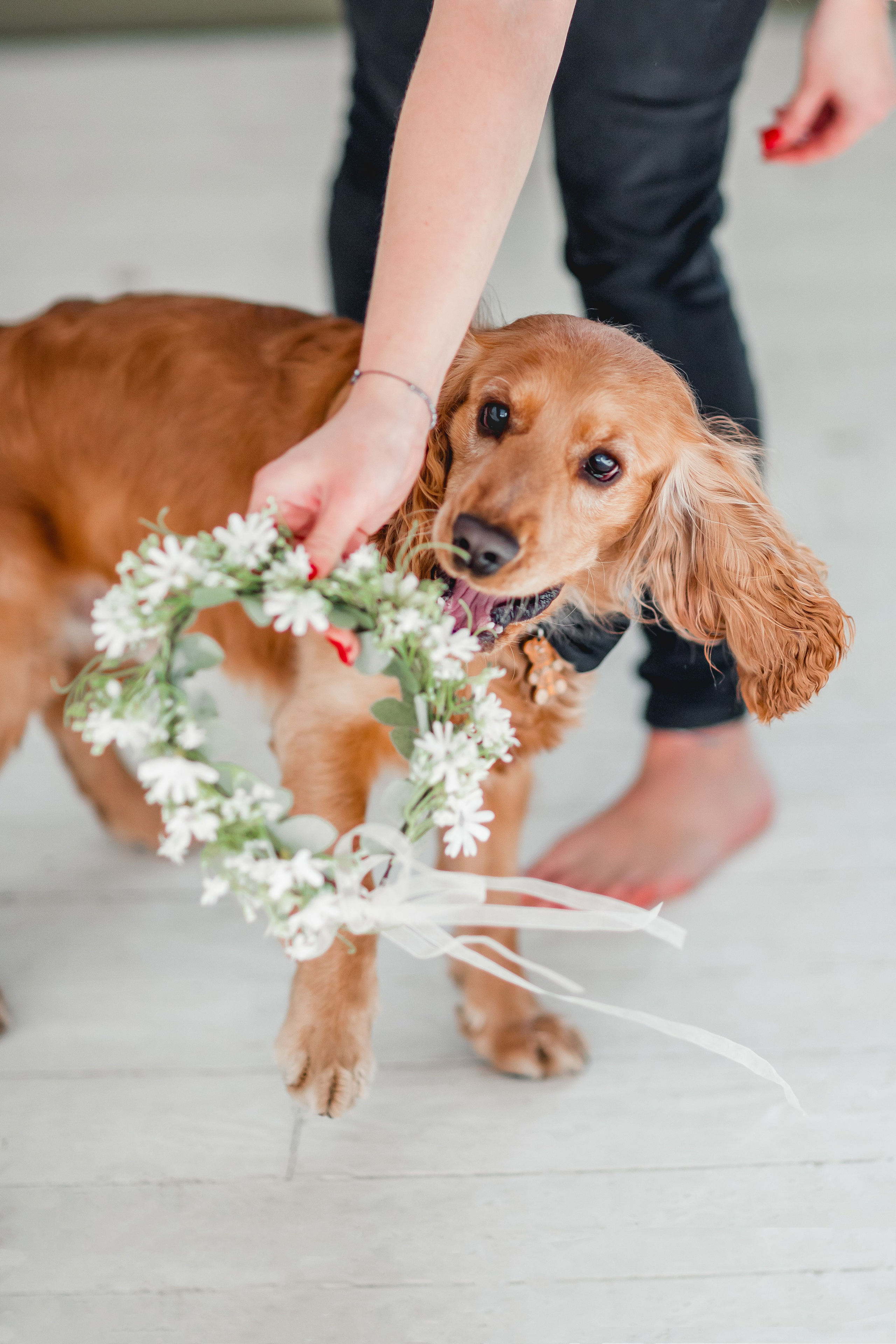 Лада и Барни. Семейный фотограф анималист Мария Крючкова