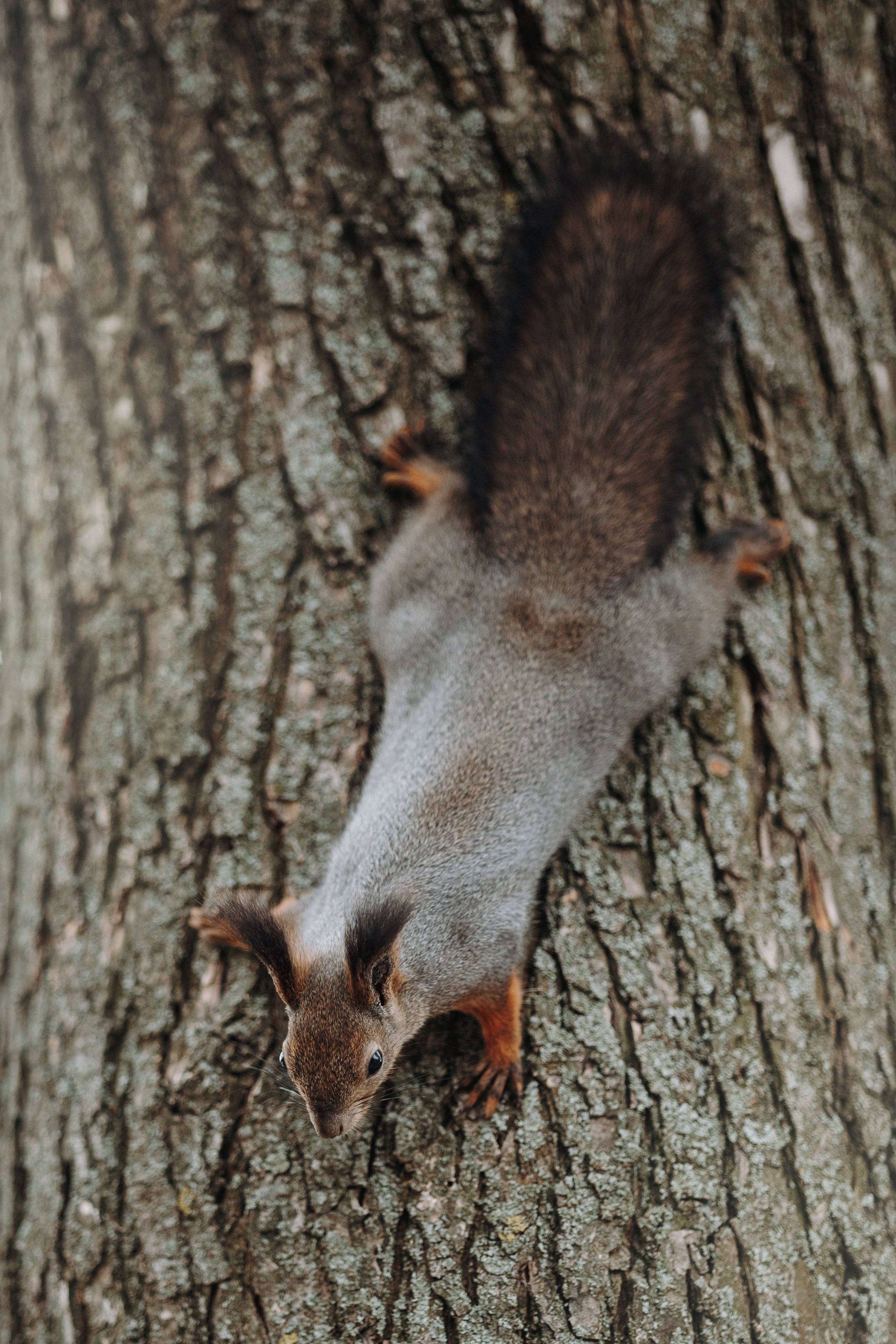 Юля и Терри. Фотограф — Анималист | Санкт-Петербург
