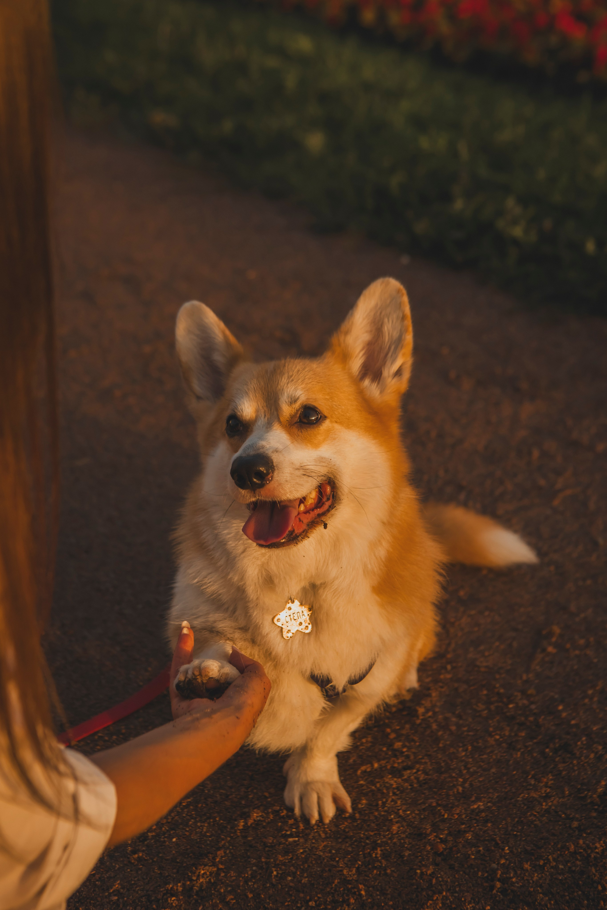 Настя и Стёпа. Фотограф-анималист в Санкт-Петербурге Алина Яхонт