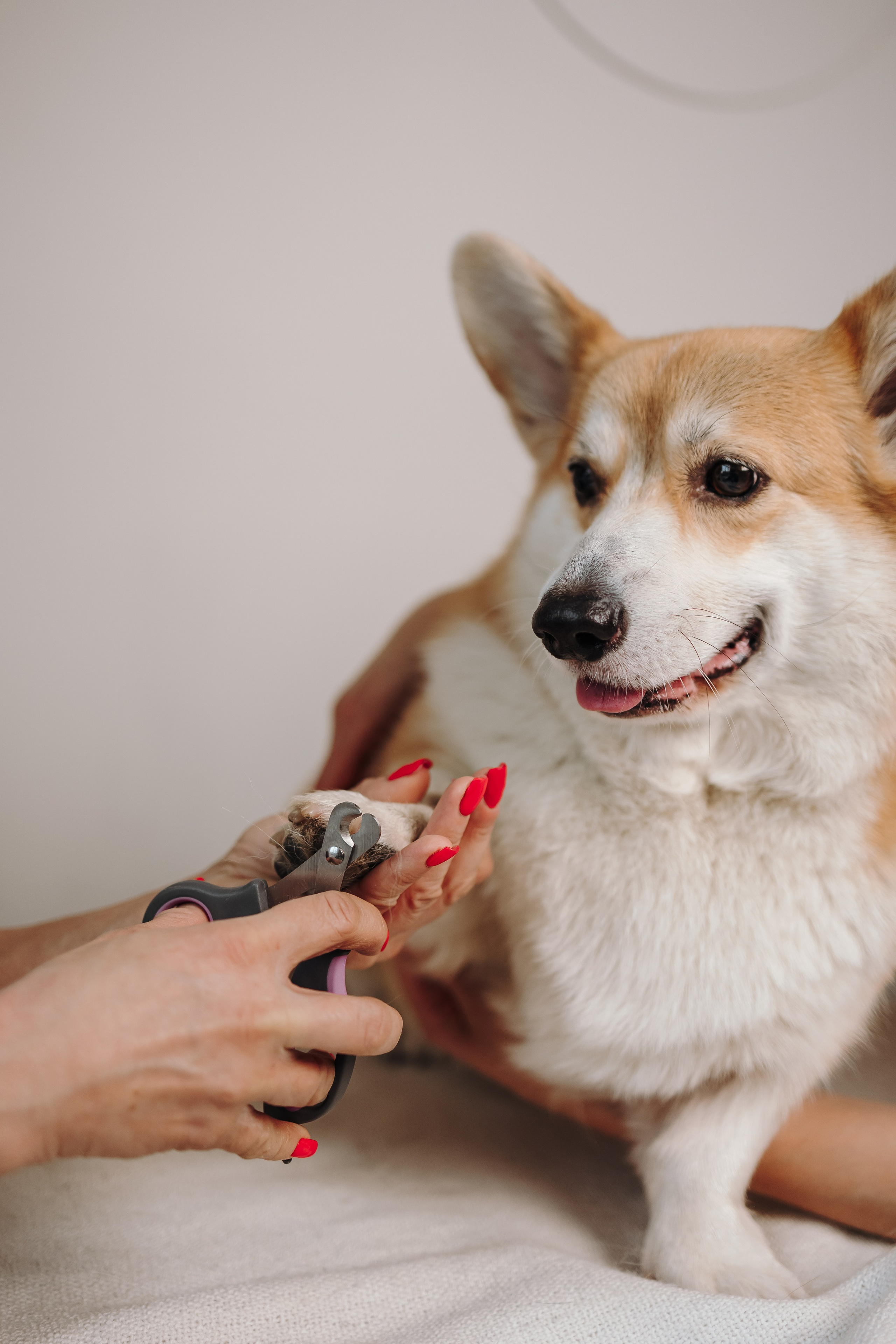 Груминг. Фотограф-анималист в Санкт-Петербурге Алина Яхонт